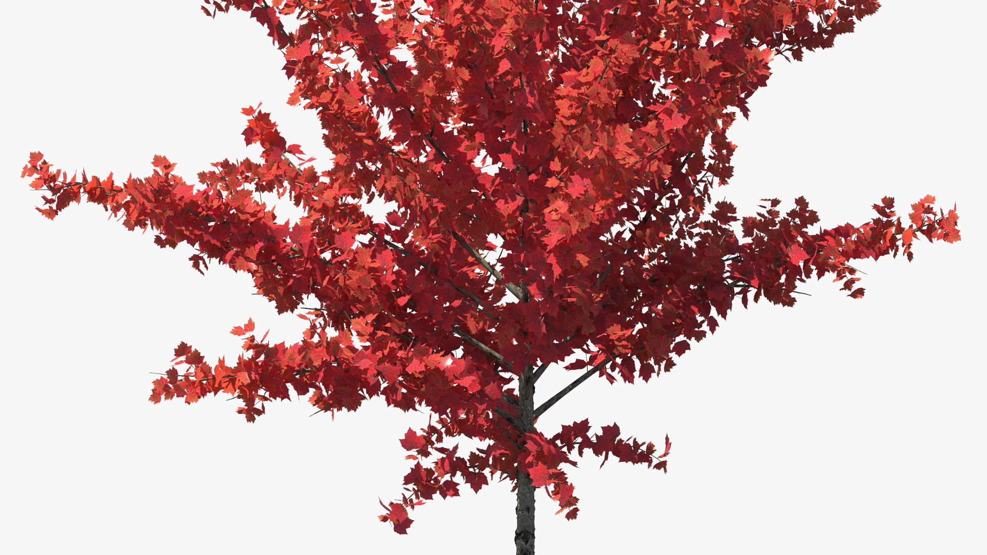 3D Autumn Young Maple Tree model