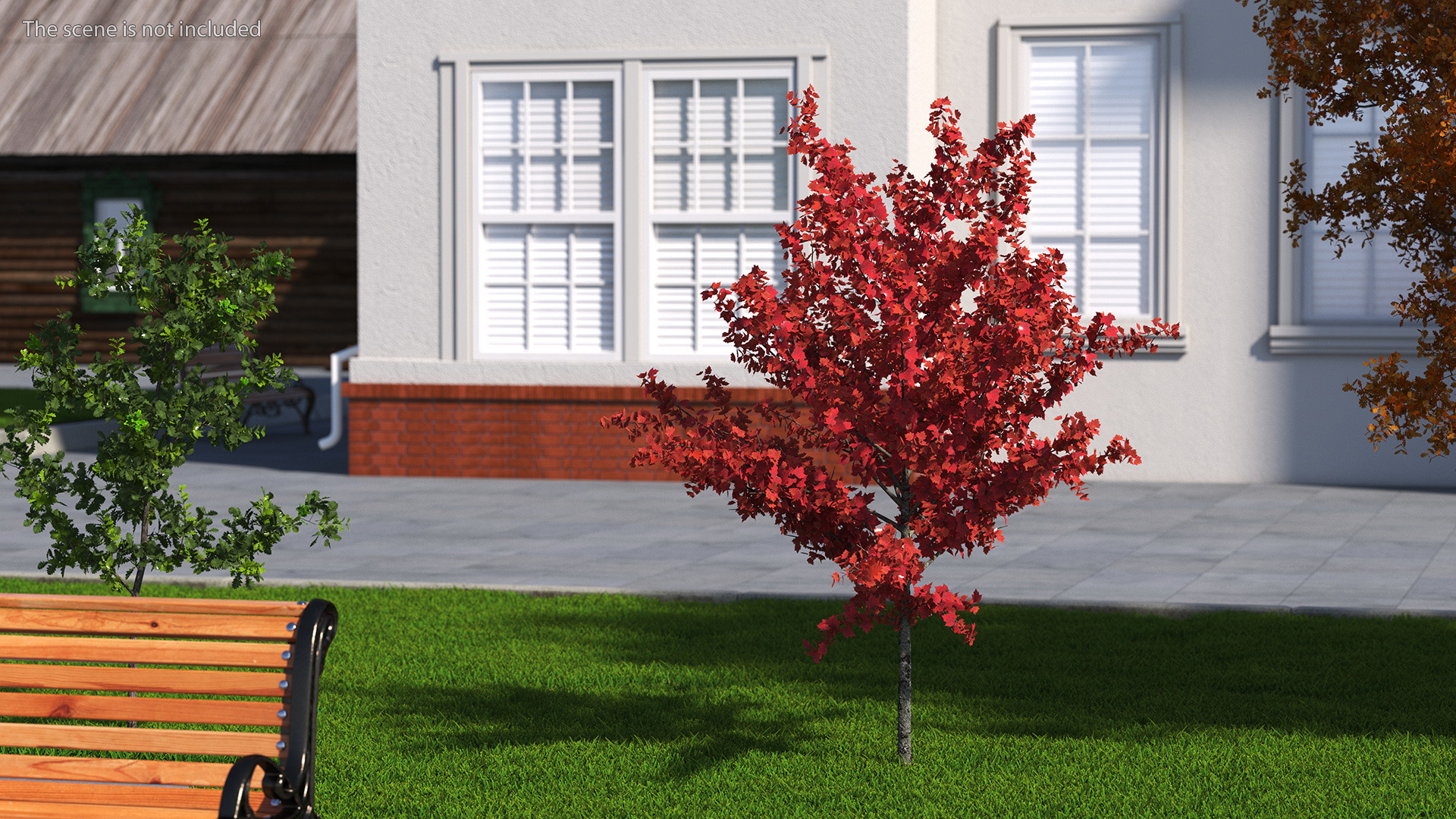 3D Autumn Young Maple Tree model
