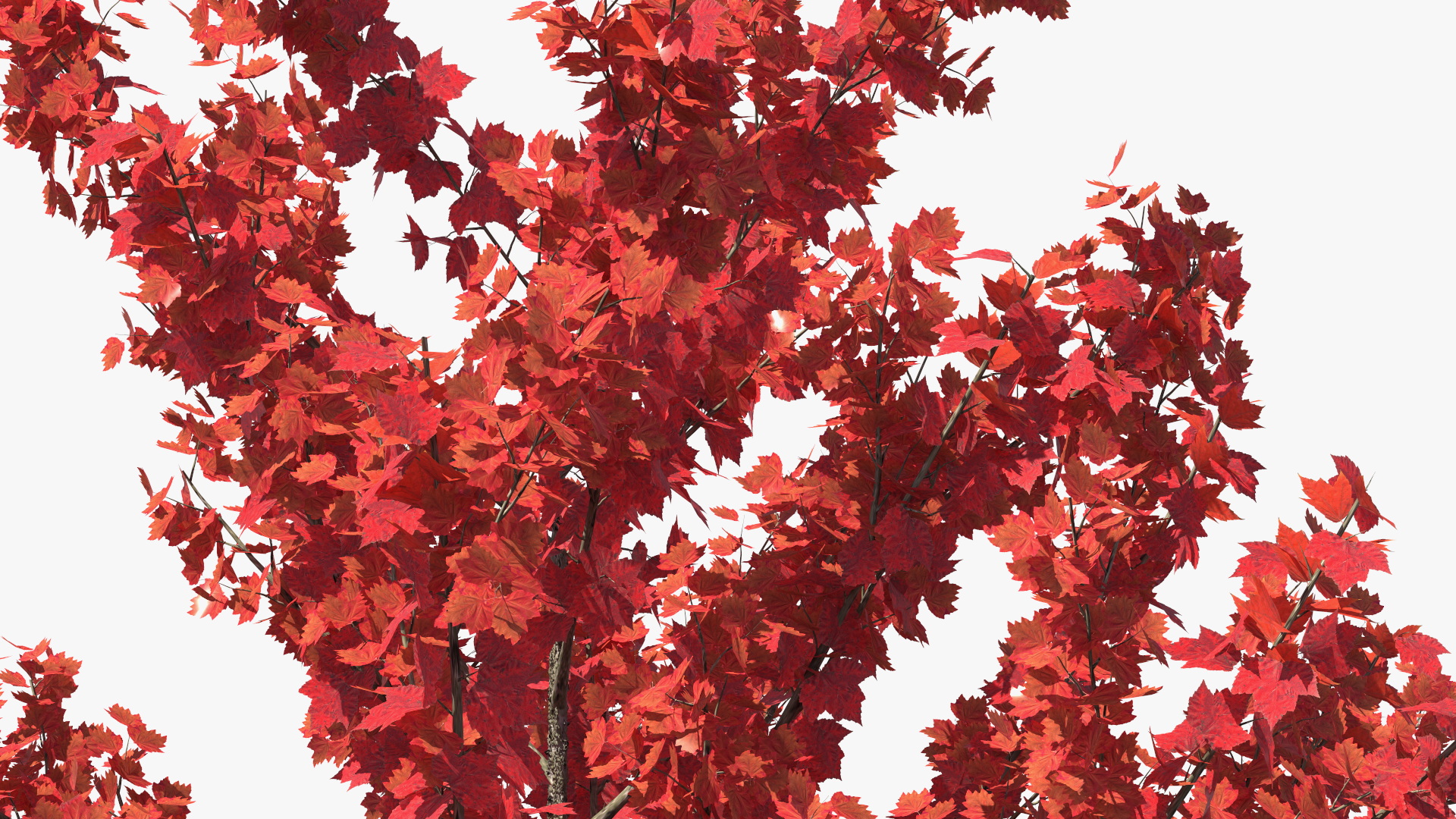 3D Autumn Young Maple Tree model