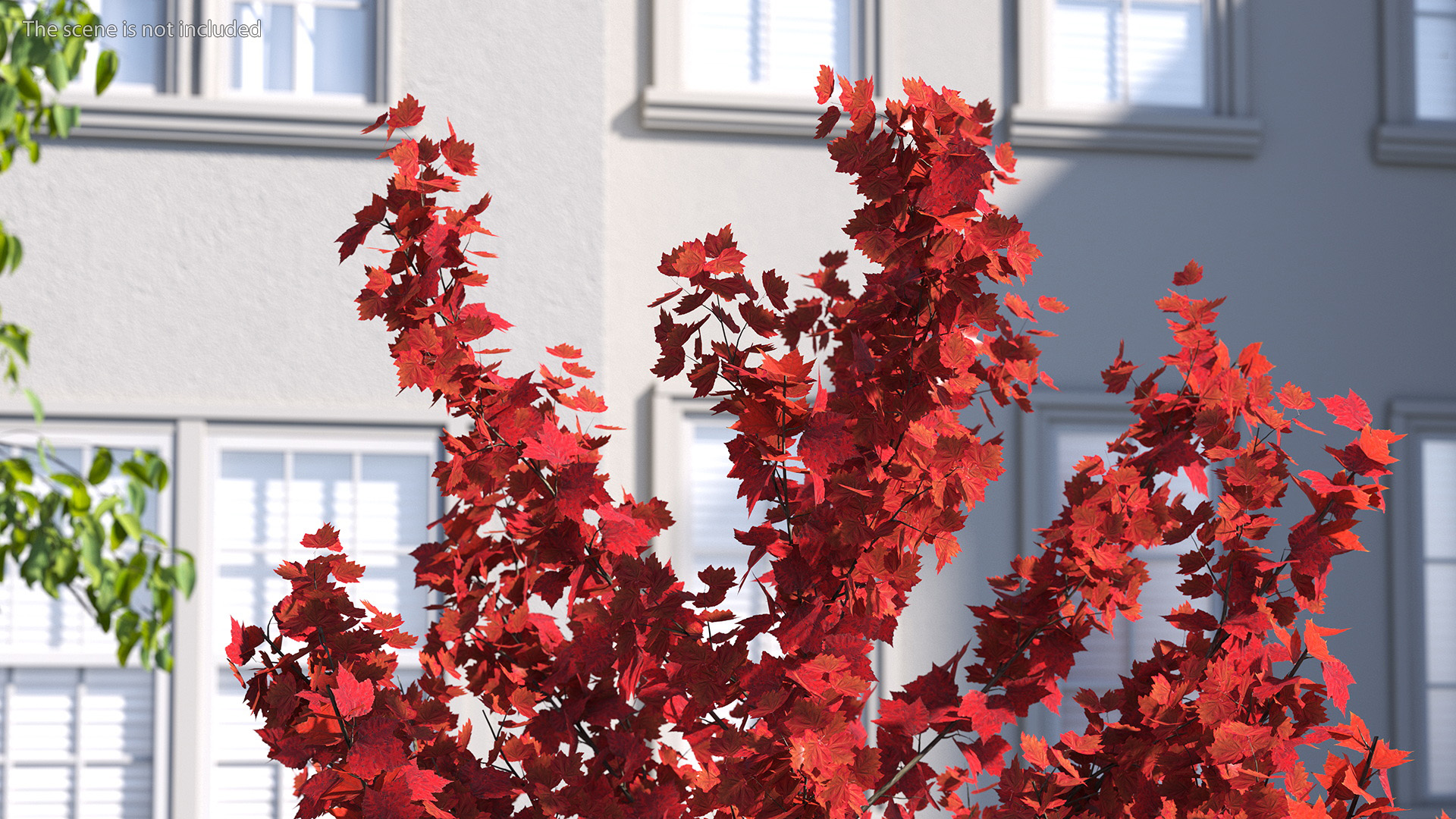 3D Autumn Young Maple Tree model