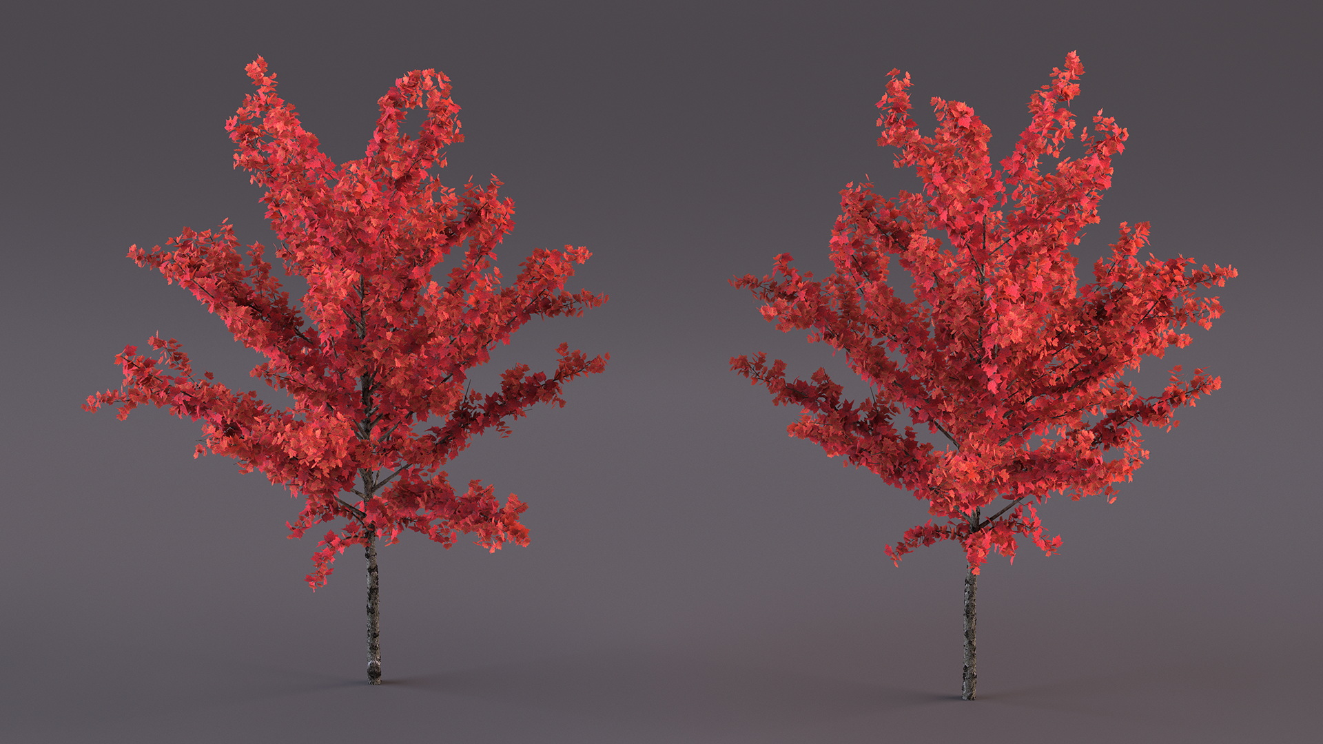 3D Autumn Young Maple Tree model