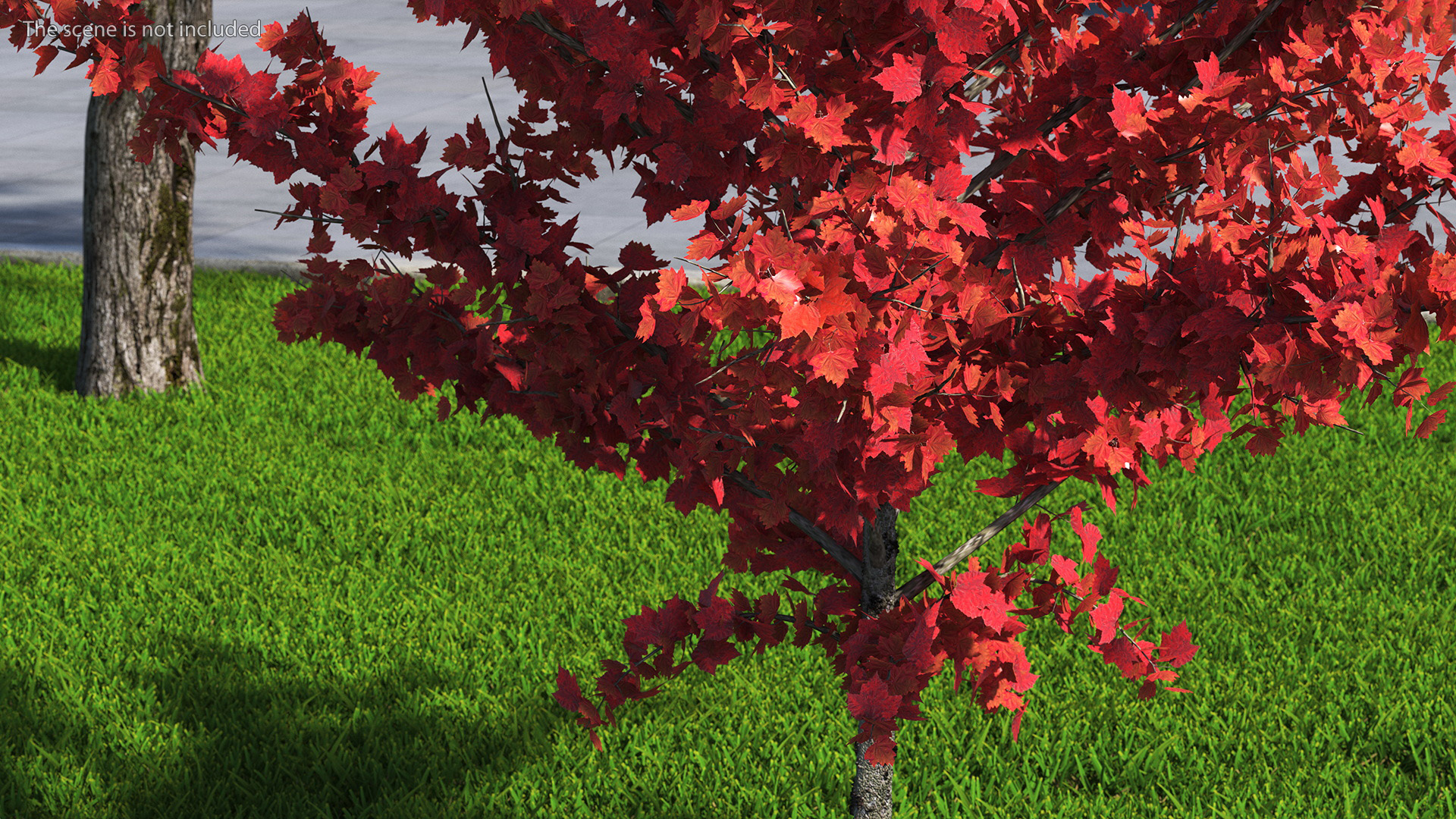 3D Autumn Young Maple Tree model