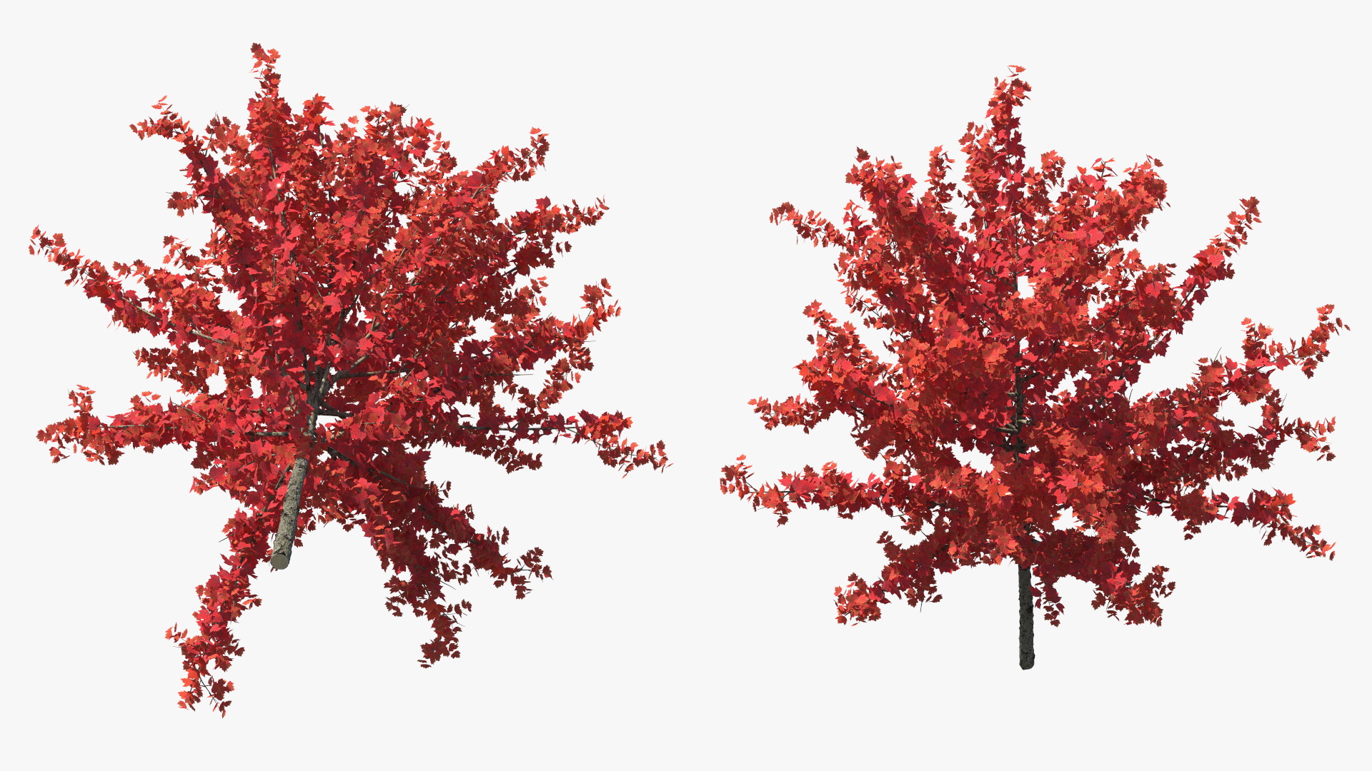 3D Autumn Young Maple Tree model