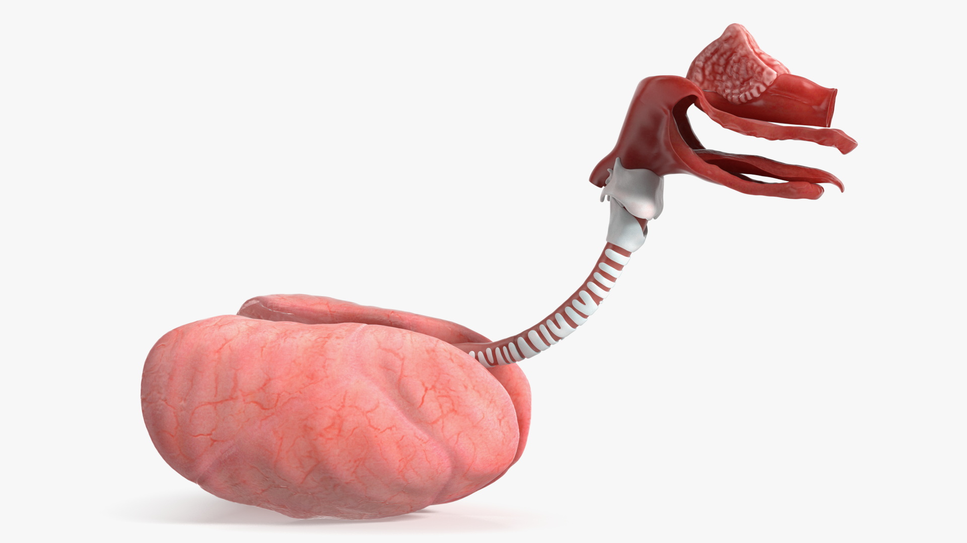 Dog Lung Anatomy Model with Trachea Structure - view 2