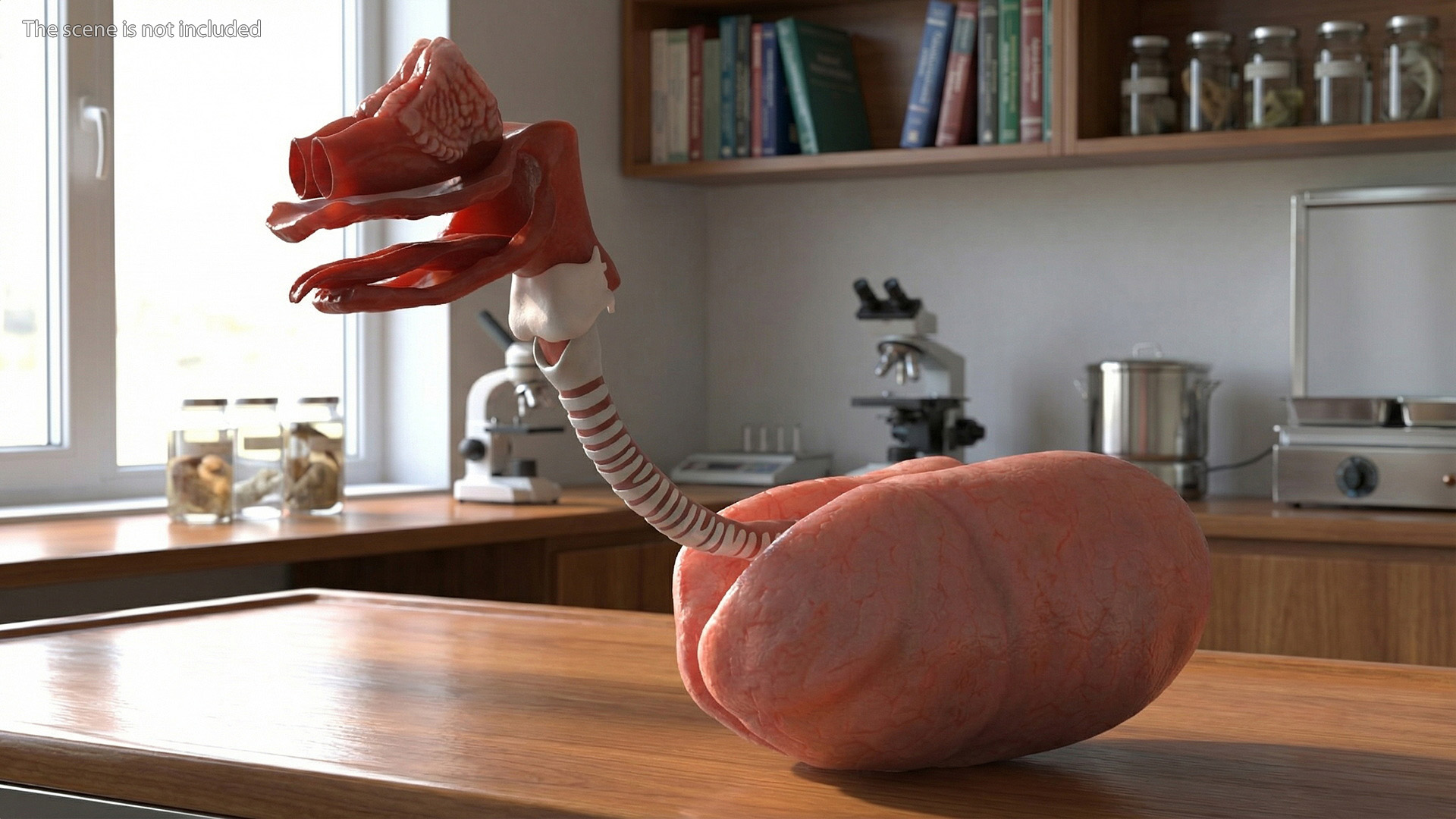 Dog Lung Anatomy Model with Trachea Structure - view 3