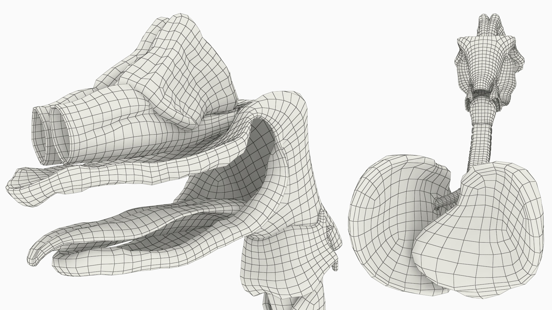 Dog Lung Anatomy Model with Trachea Structure - view 8
