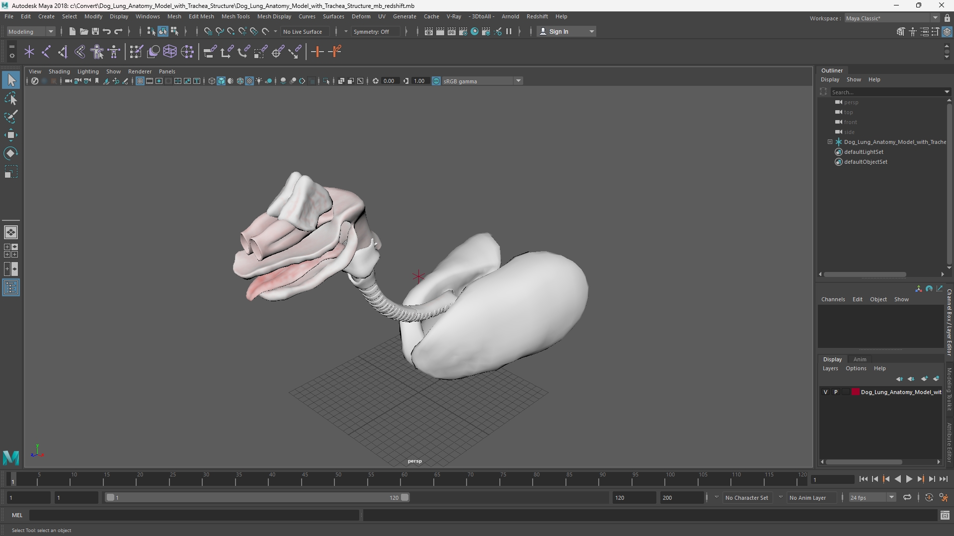 Dog Lung Anatomy Model with Trachea Structure - view 11