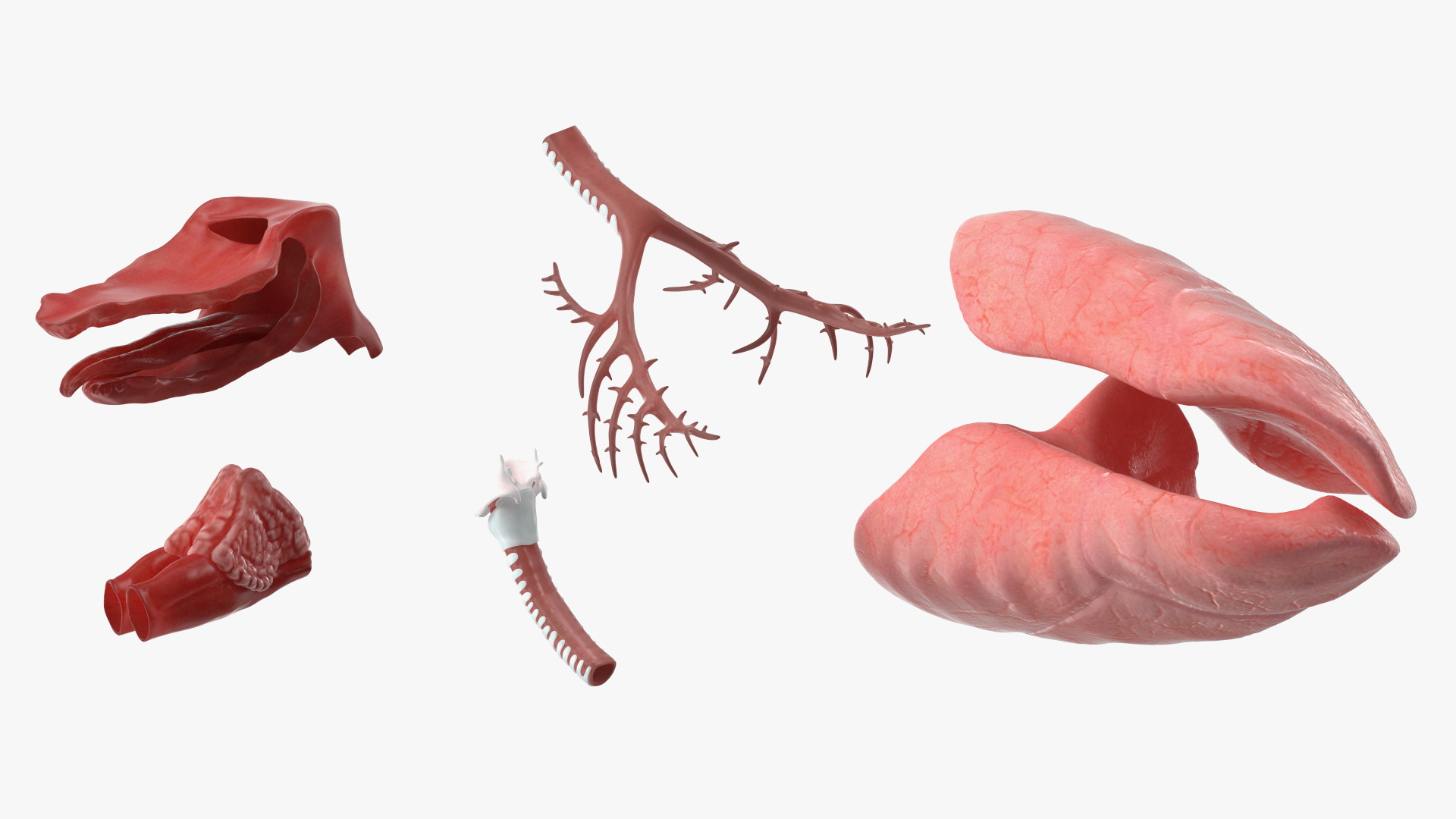 Dog Lung Anatomy Model with Trachea Structure - view 5