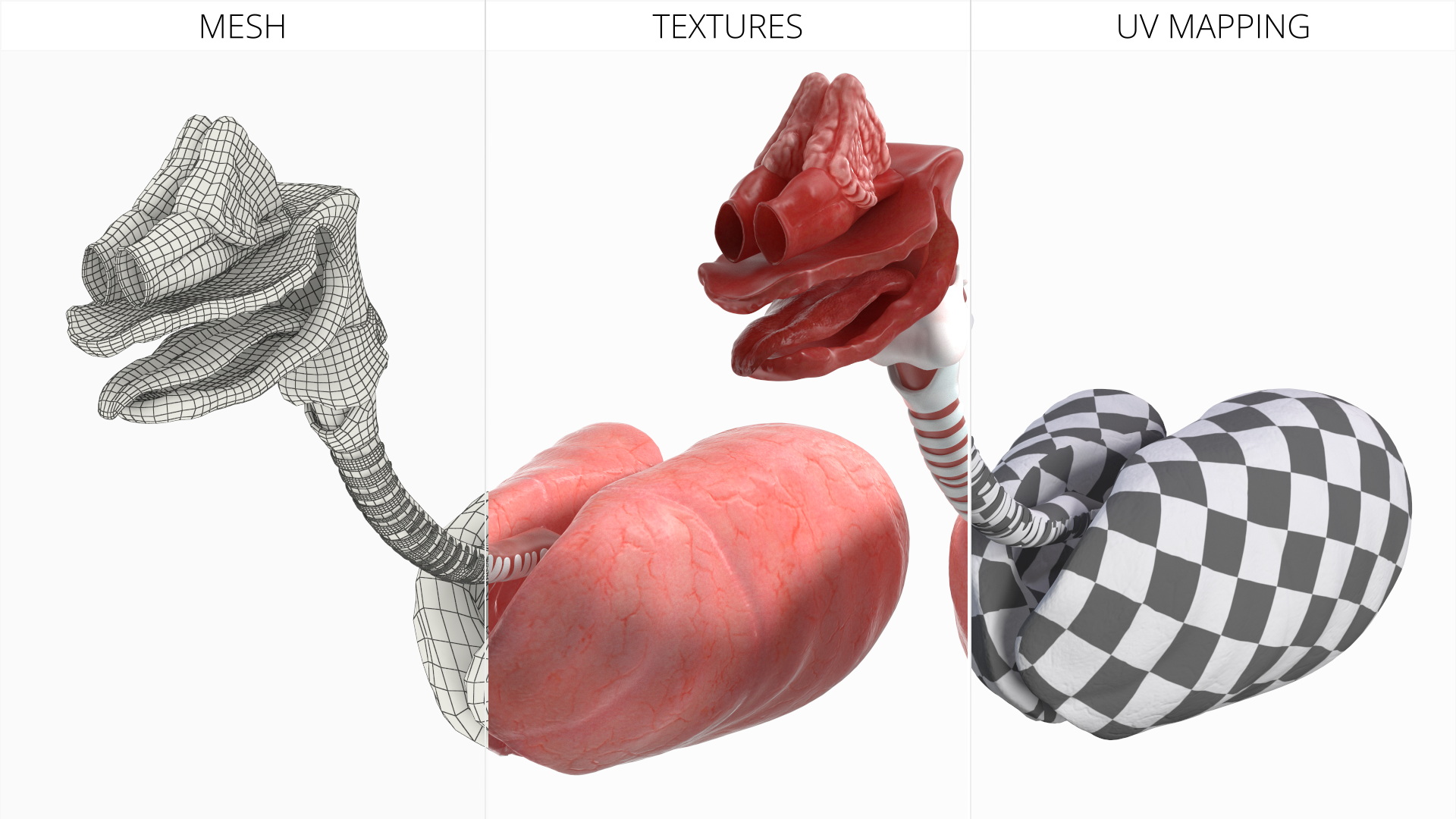 Dog Lung Anatomy Model with Trachea Structure - view 6
