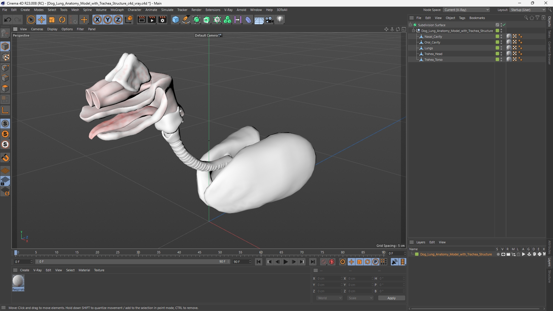 Dog Lung Anatomy Model with Trachea Structure - view 12