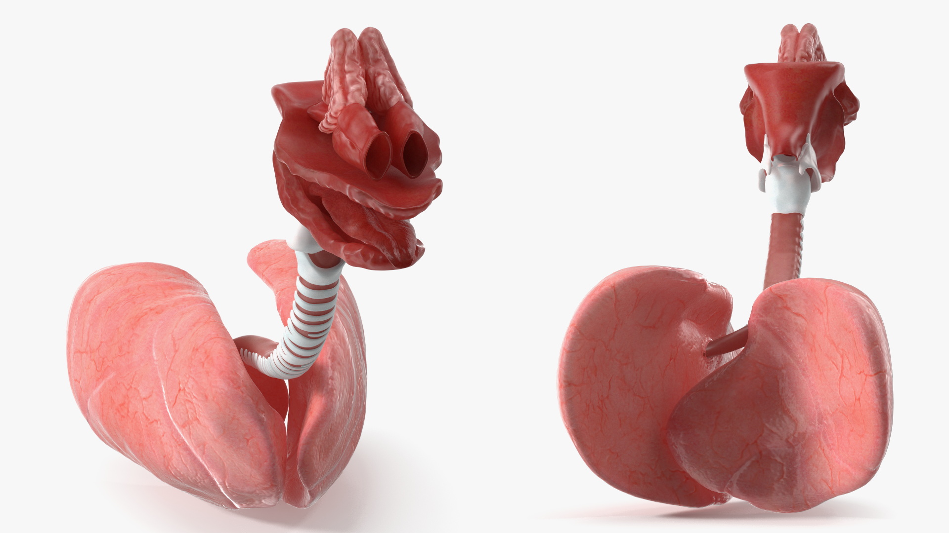 Dog Lung Anatomy Model with Trachea Structure - view 4