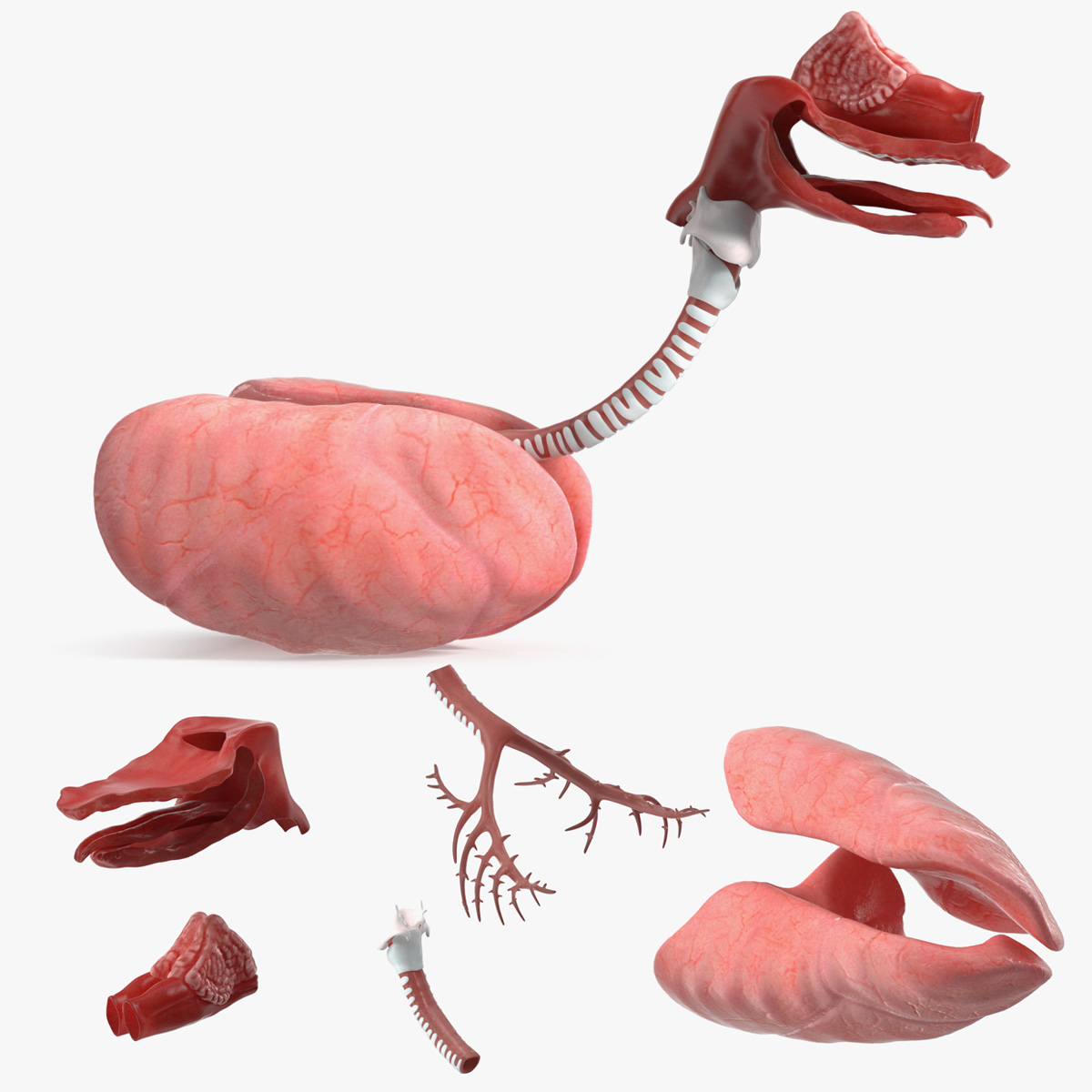 Dog Lung Anatomy Model with Trachea Structure 3D model preview