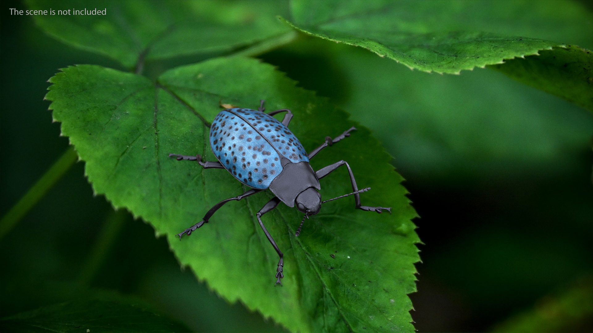 Blue Pleasing Fungus Beetle 3D