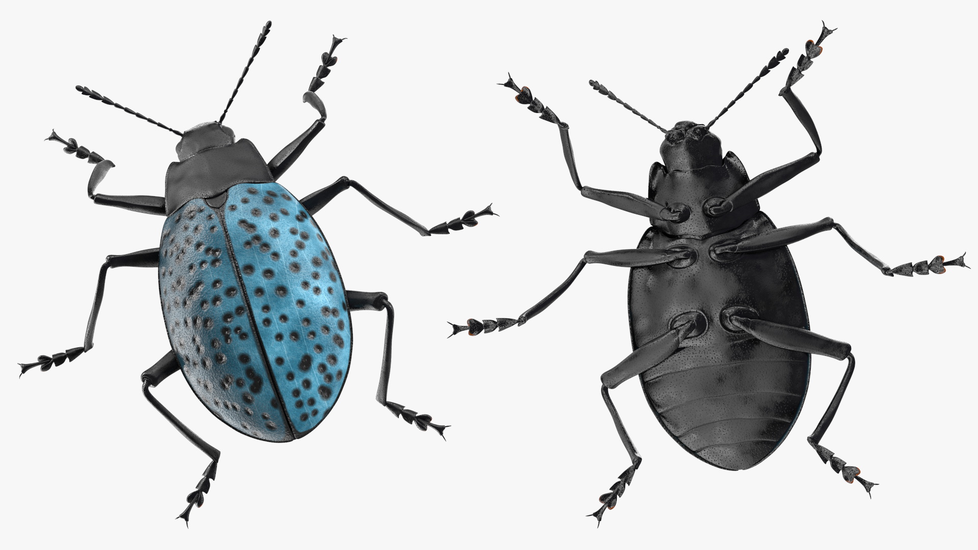 Blue Pleasing Fungus Beetle 3D