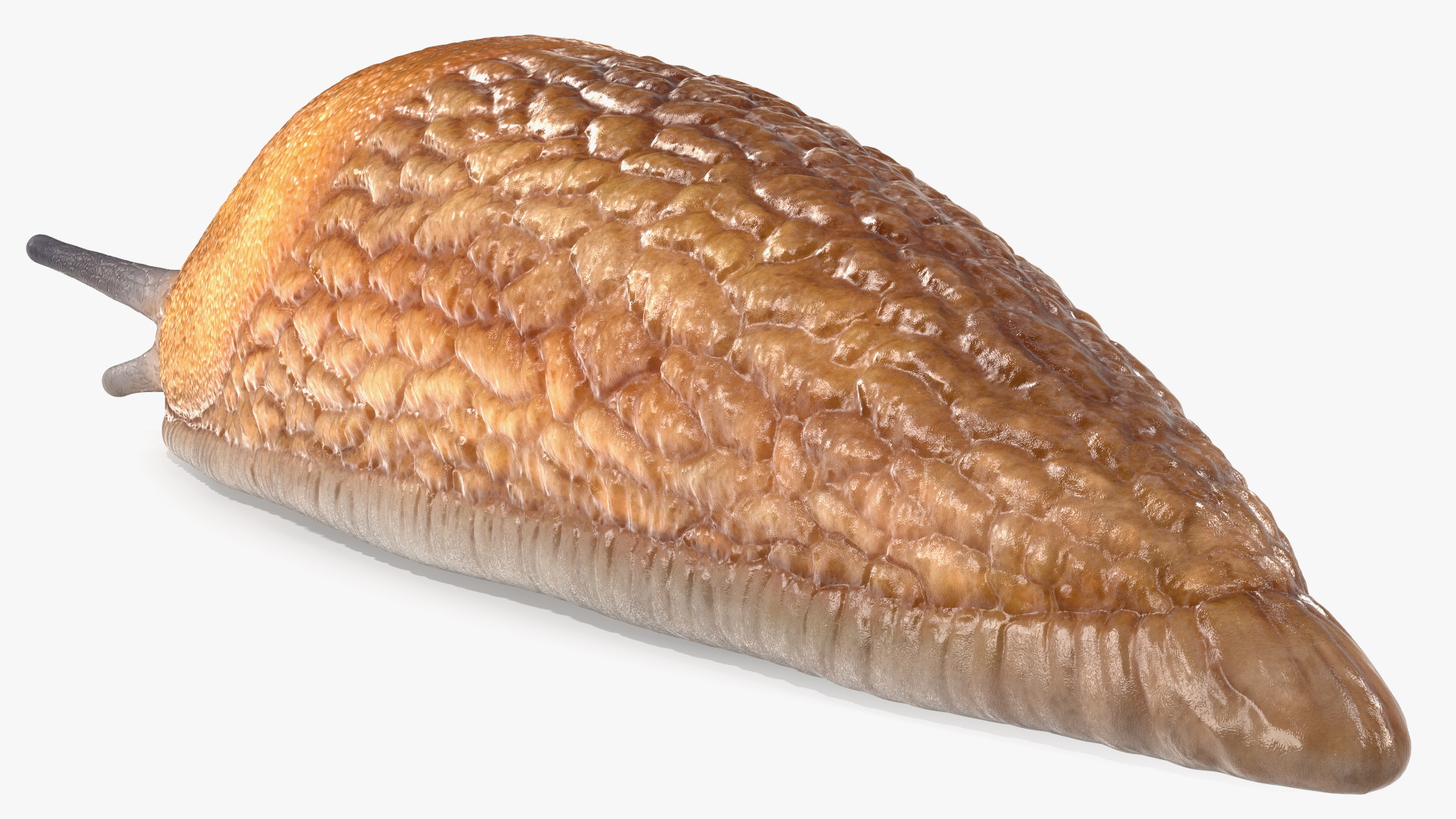 Slug Dusky Arion Rigged for Maya 3D