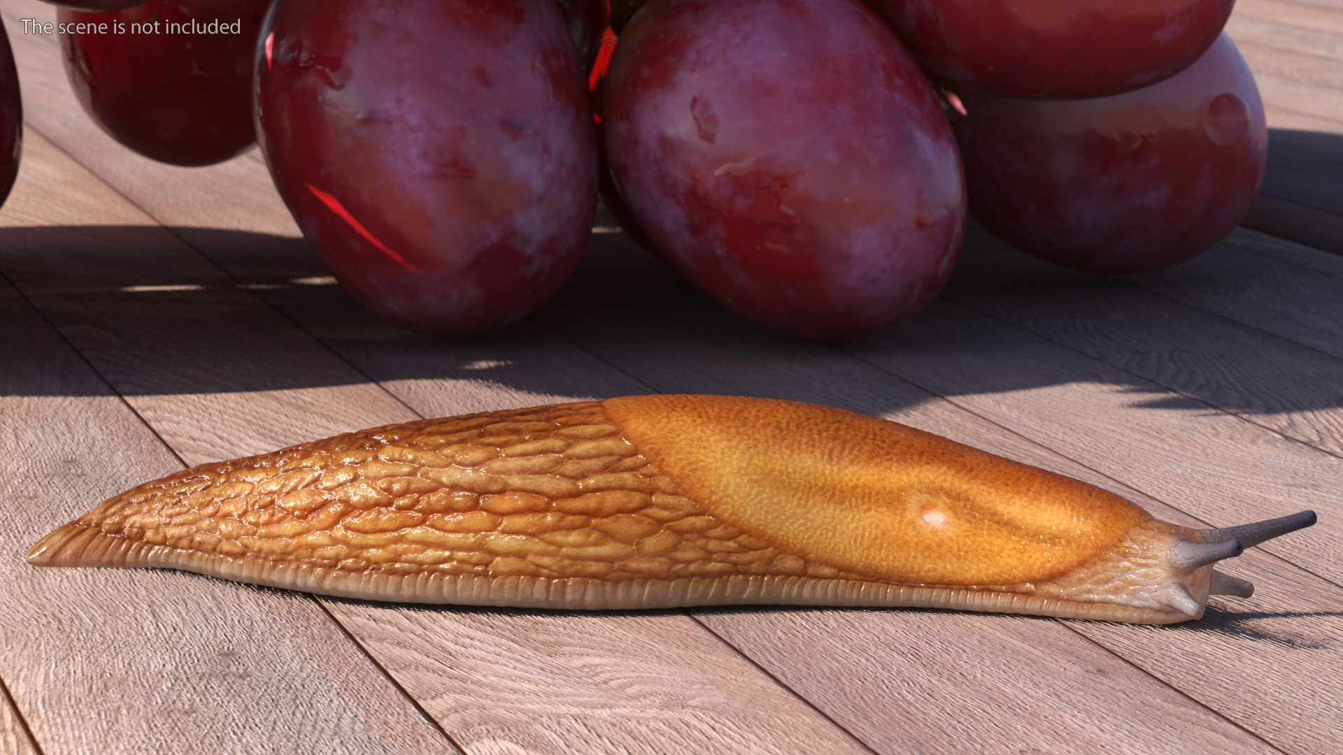 Slug Dusky Arion Rigged for Maya 3D