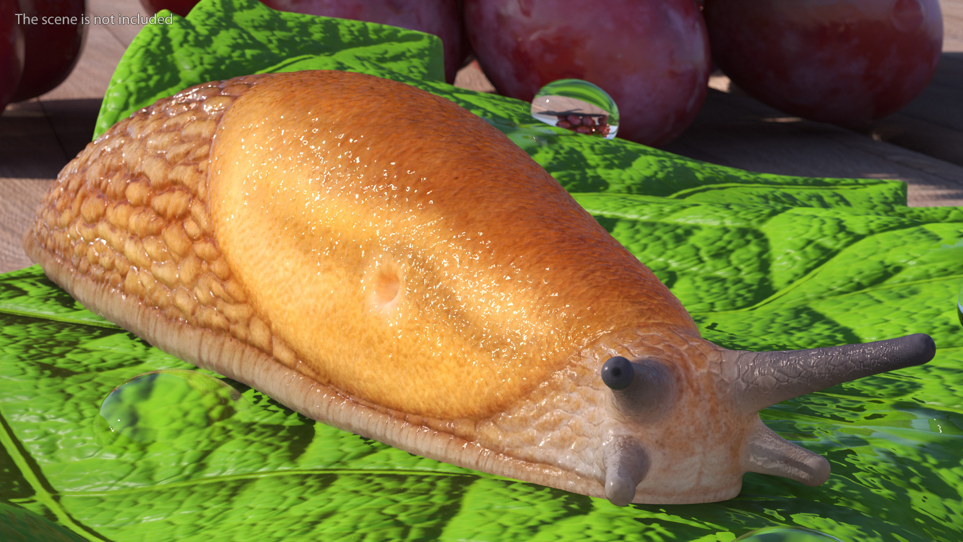 Slug Dusky Arion Rigged for Maya 3D