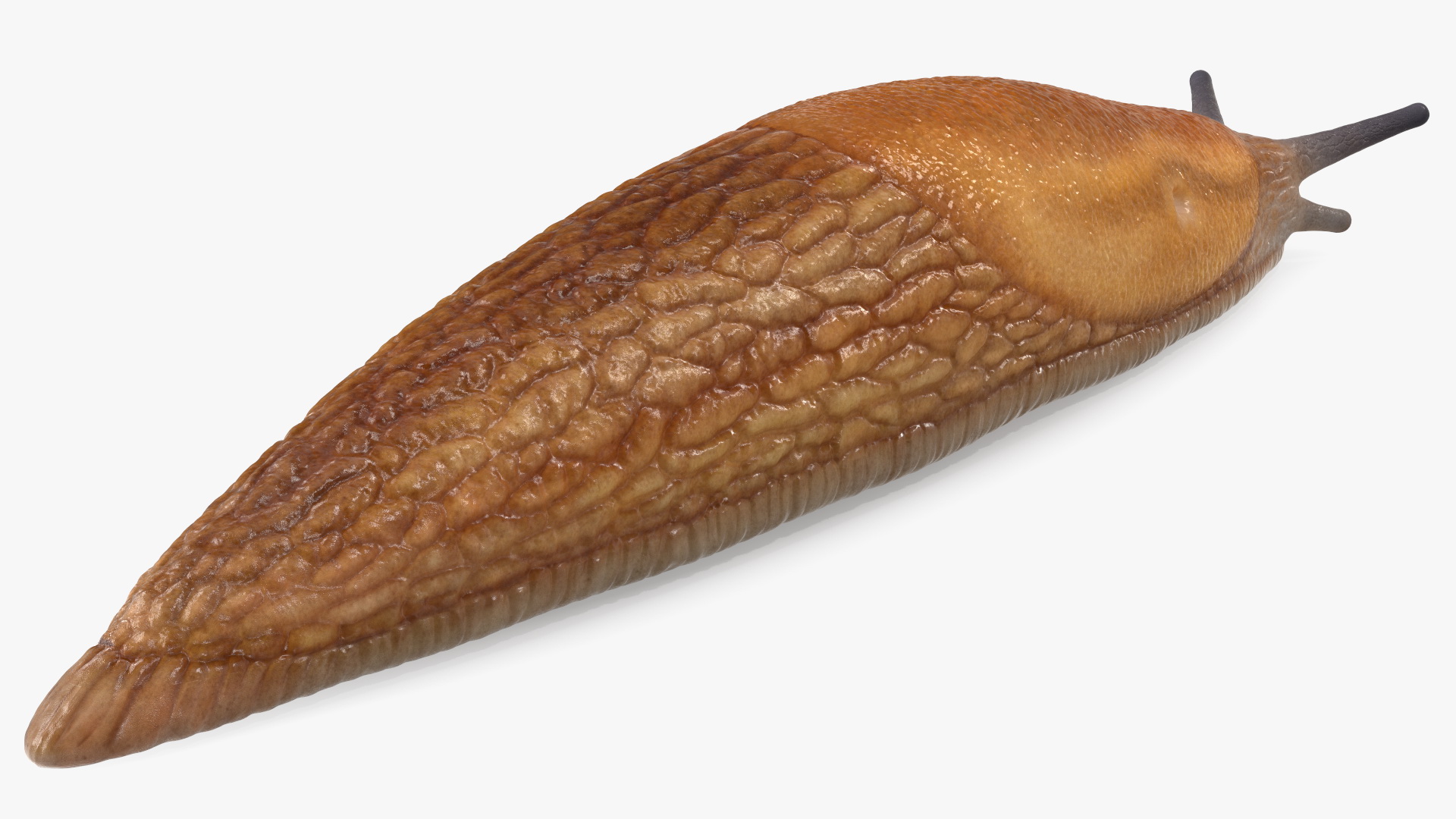 Slug Dusky Arion Rigged for Maya 3D
