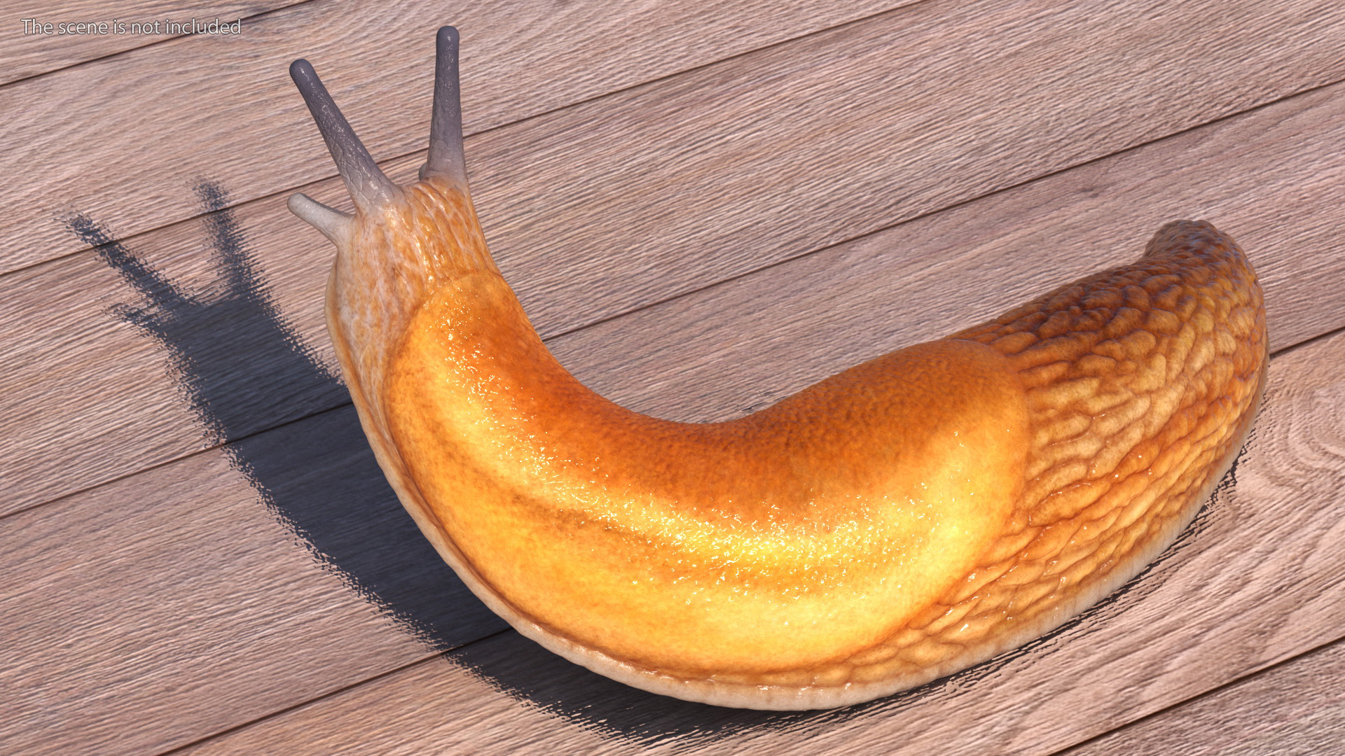 Slug Dusky Arion Rigged for Maya 3D