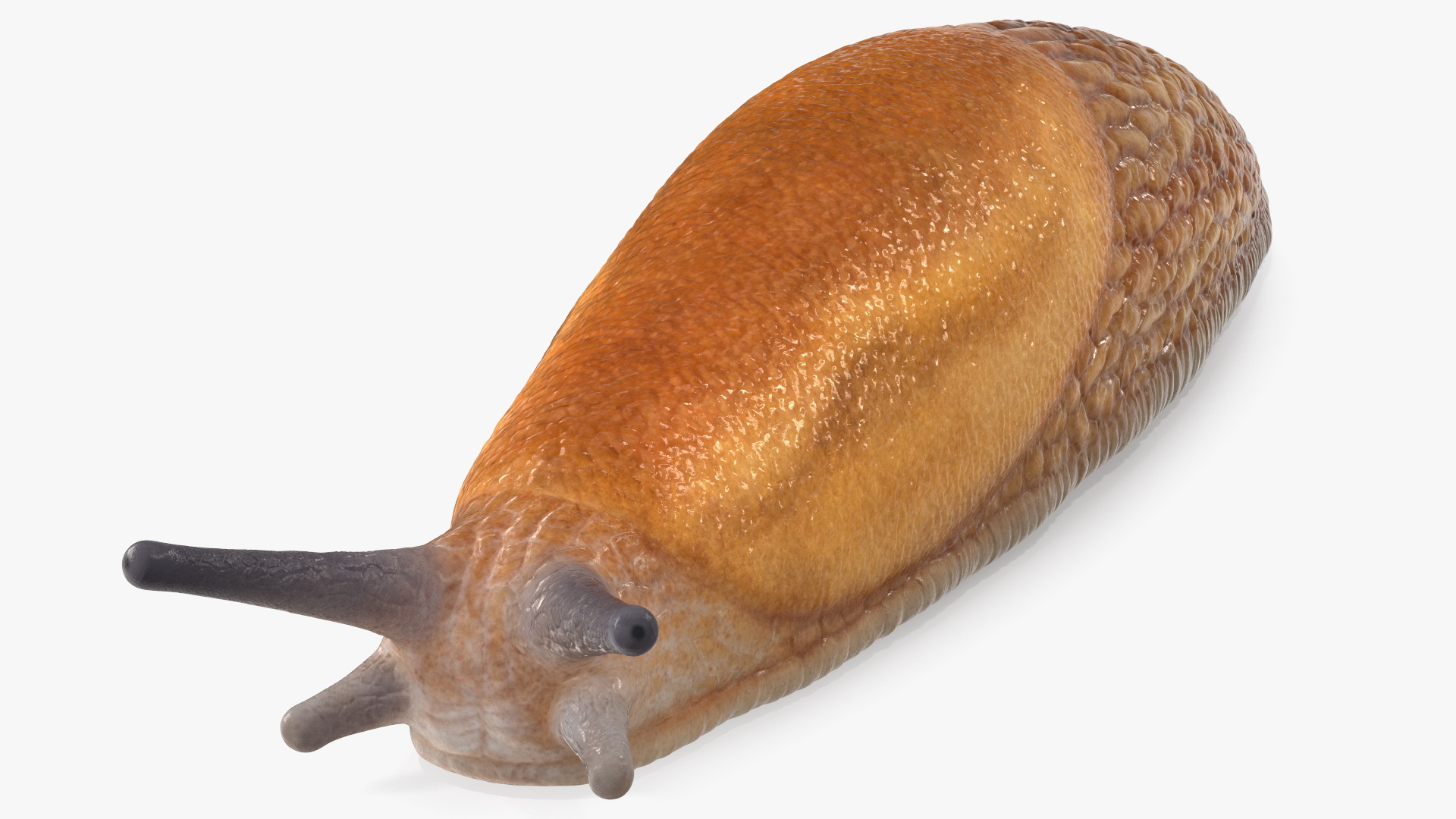 Slug Dusky Arion Rigged for Maya 3D