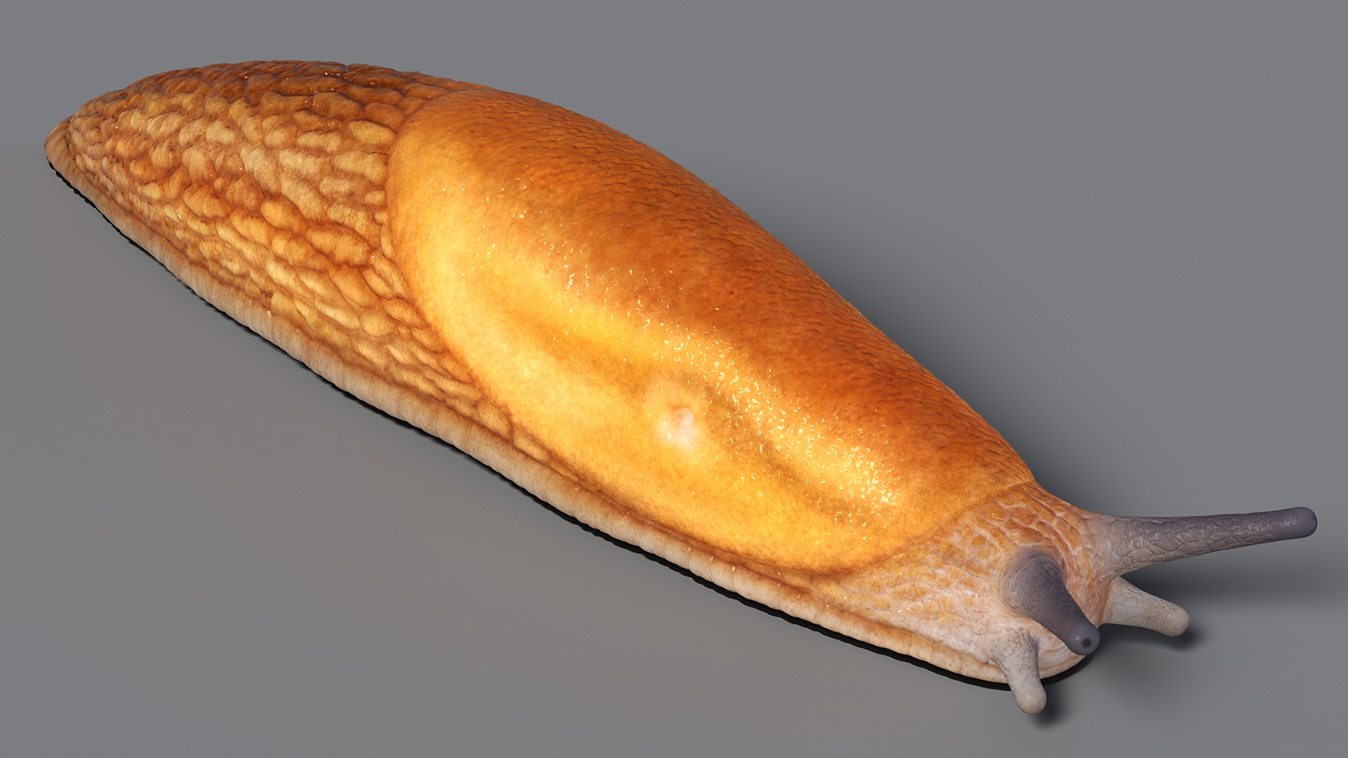 Slug Dusky Arion Rigged for Maya 3D