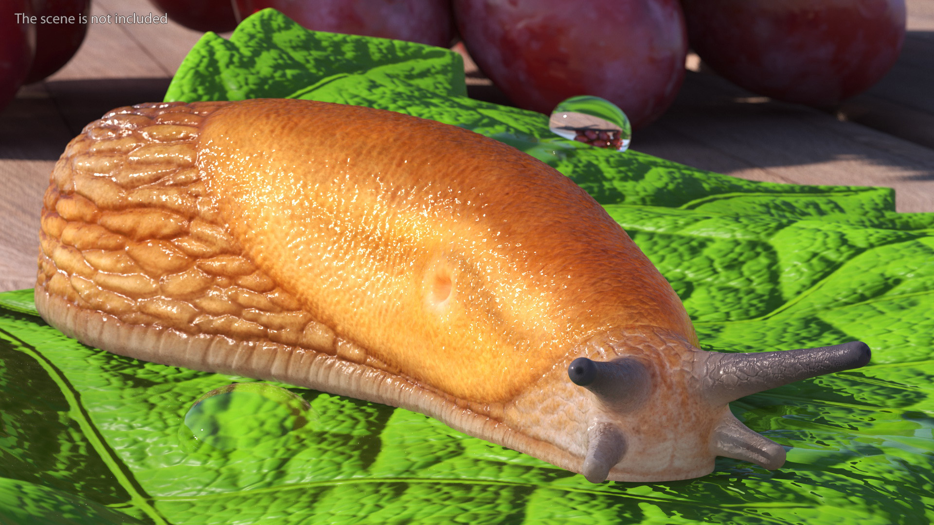 Slug Dusky Arion Rigged for Maya 3D