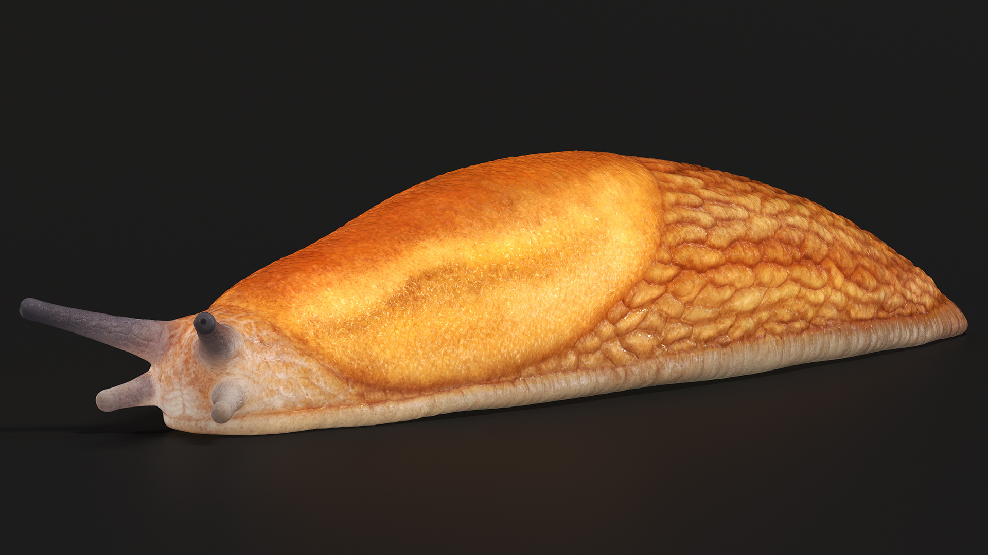 Slug Dusky Arion Rigged for Maya 3D