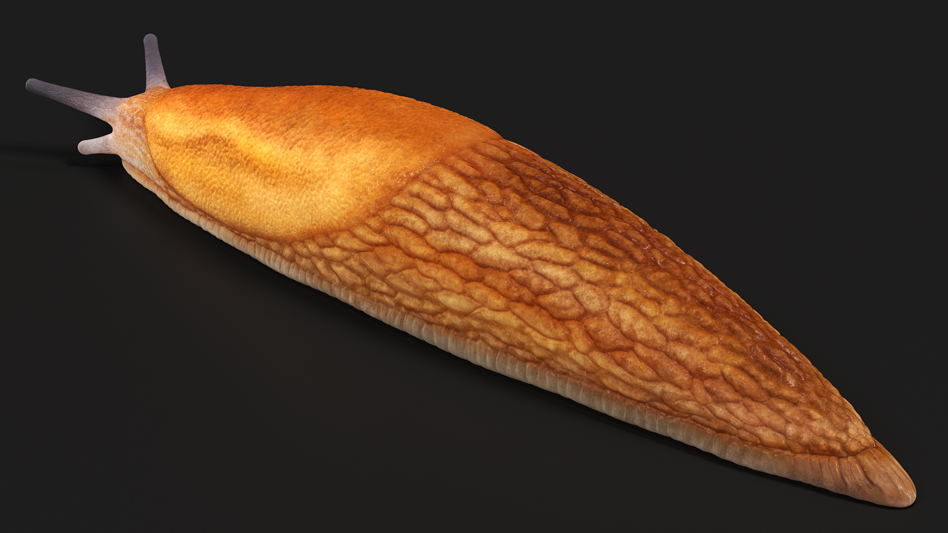 Slug Dusky Arion Rigged for Maya 3D