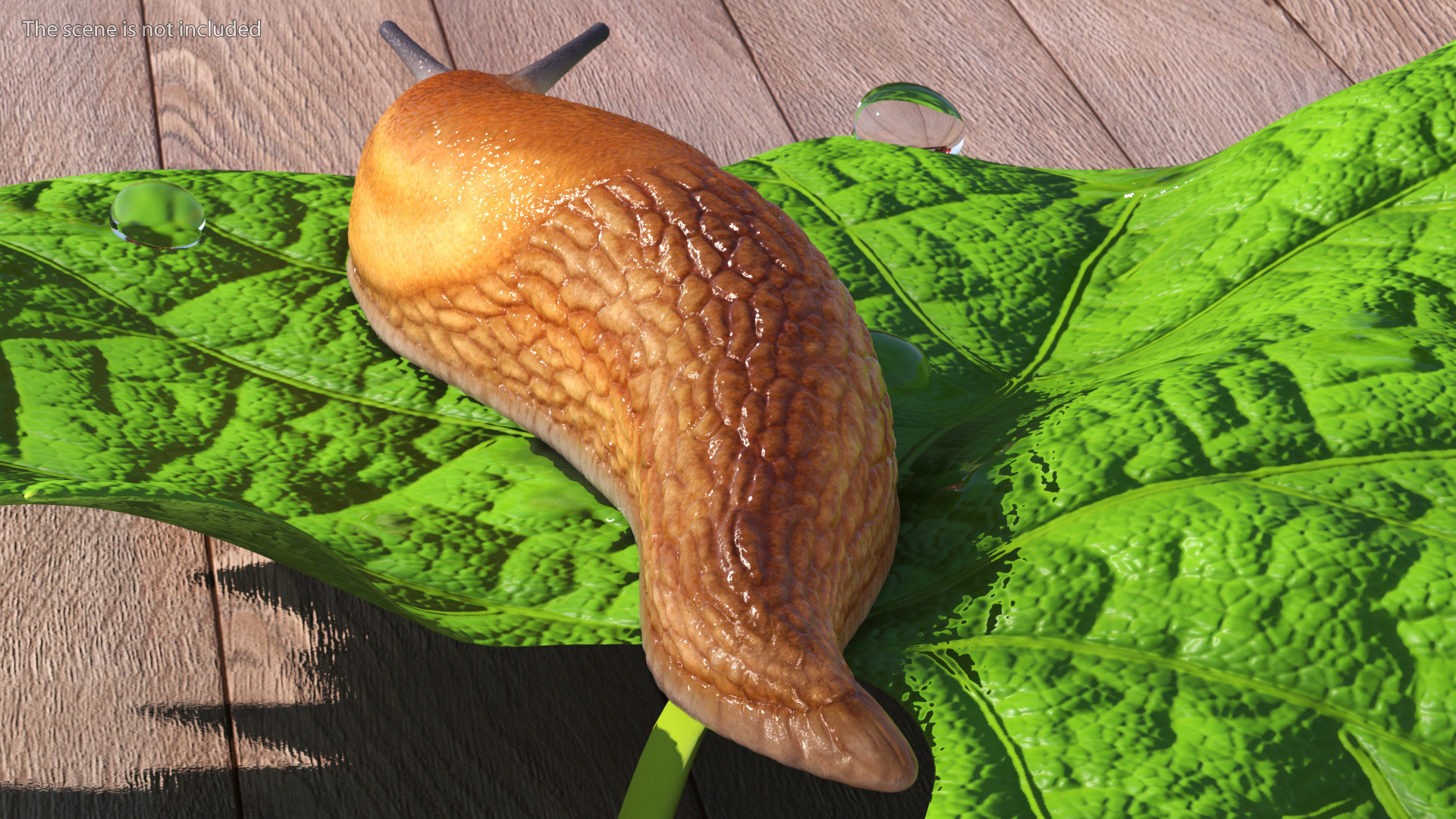 Slug Dusky Arion Rigged for Maya 3D