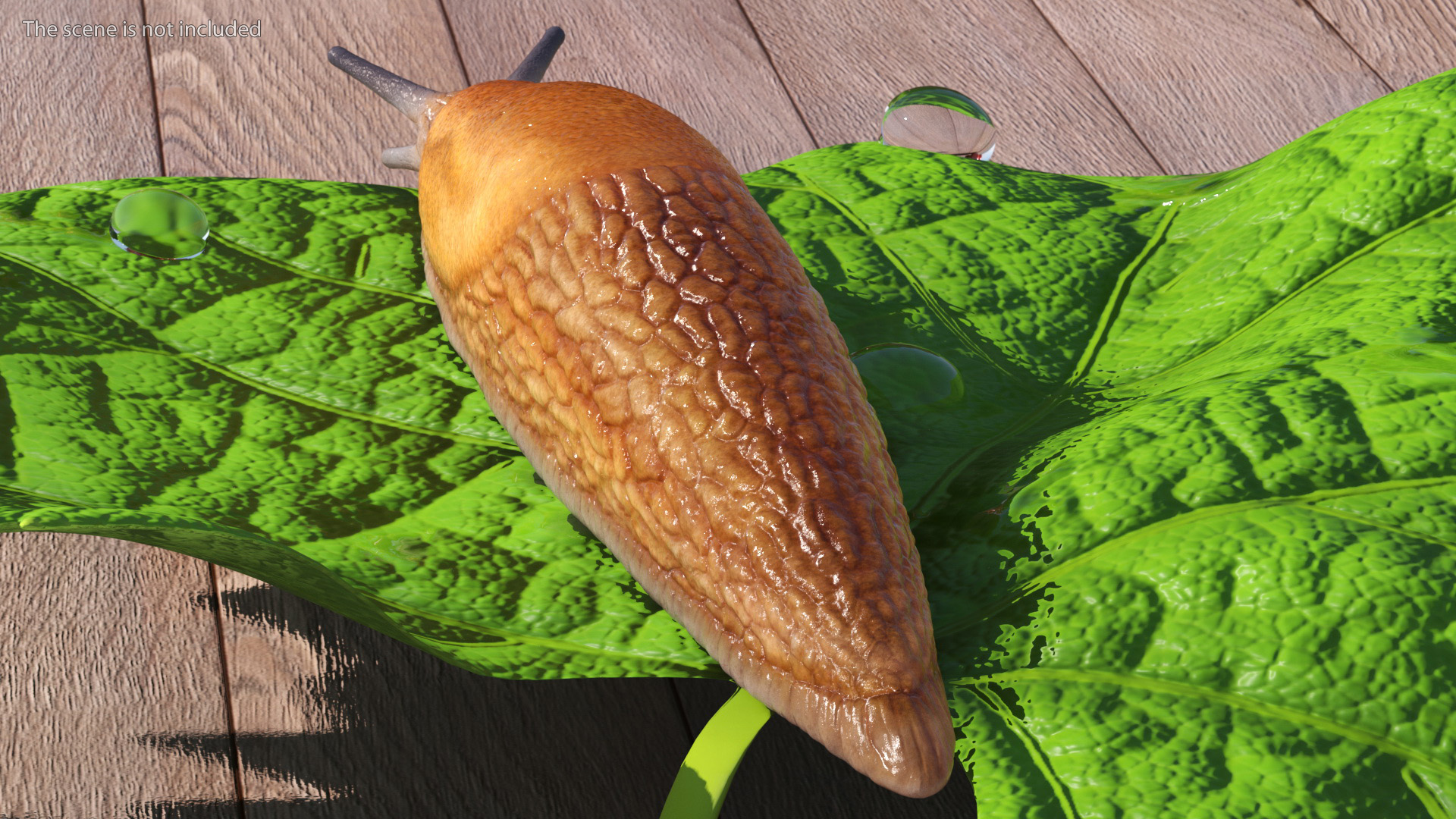 Slug Dusky Arion Rigged for Maya 3D