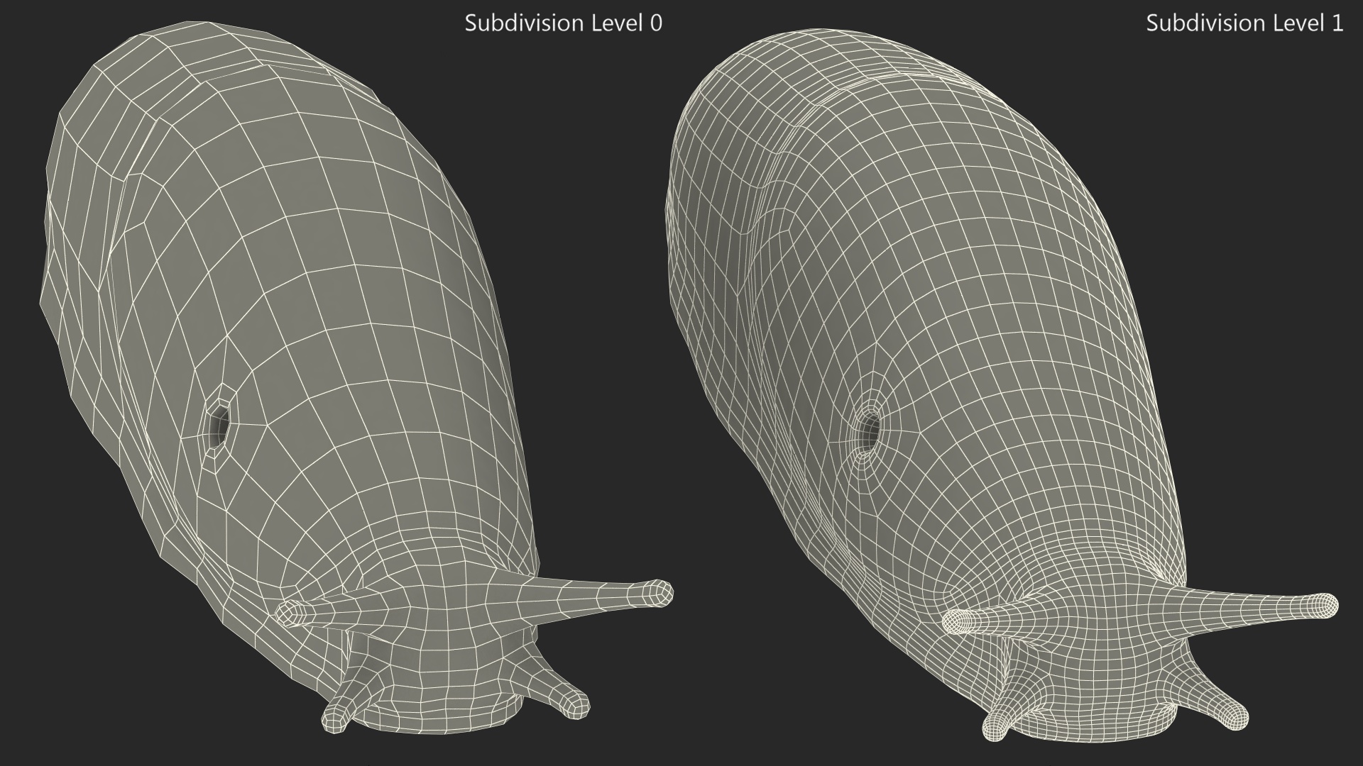 Slug Dusky Arion Rigged for Maya 3D