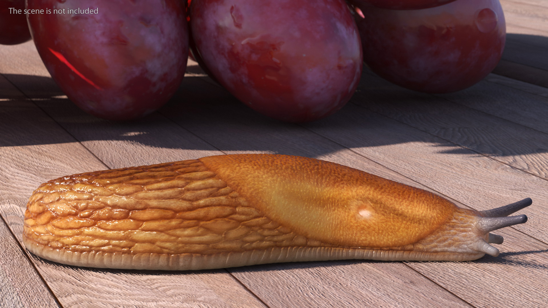 Slug Dusky Arion Rigged for Maya 3D