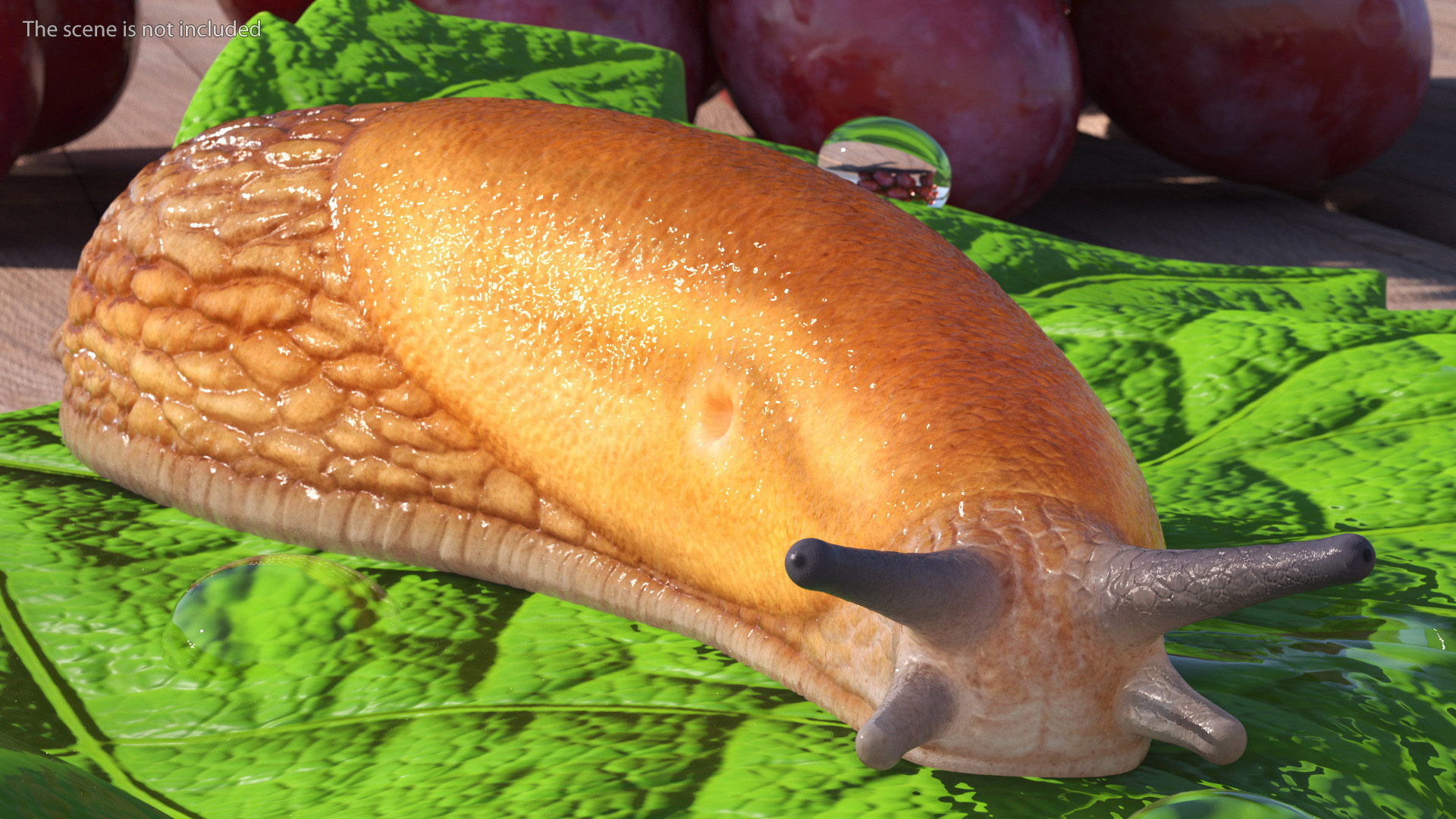 Slug Dusky Arion Rigged for Maya 3D