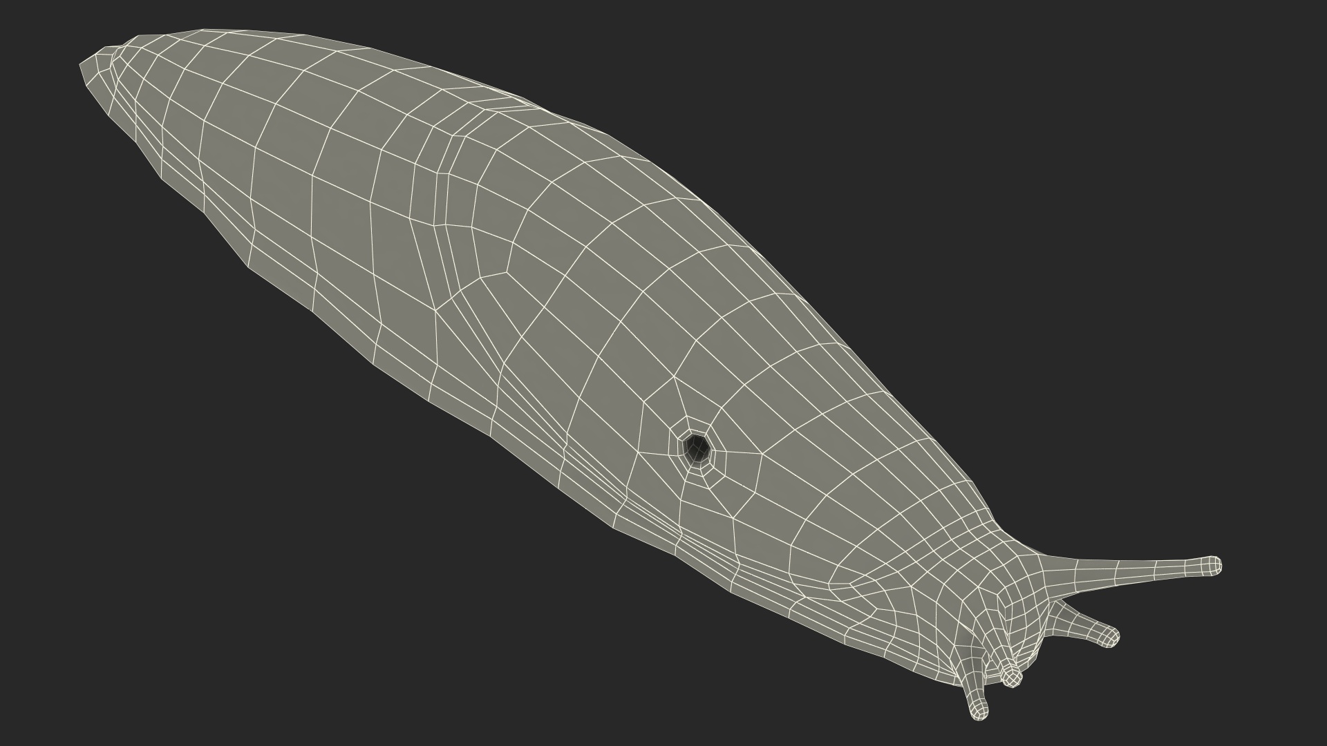 Slug Dusky Arion Rigged for Maya 3D