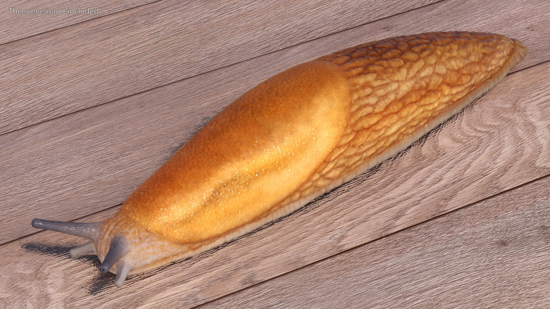 Slug Dusky Arion Rigged for Maya 3D