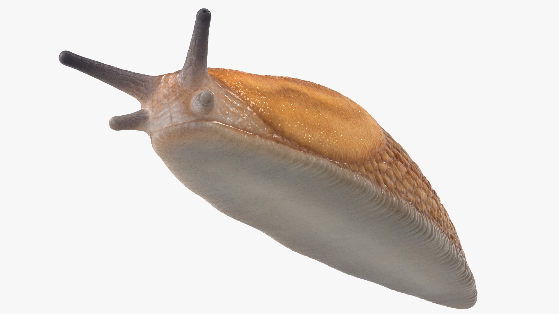 Slug Dusky Arion Rigged for Maya 3D