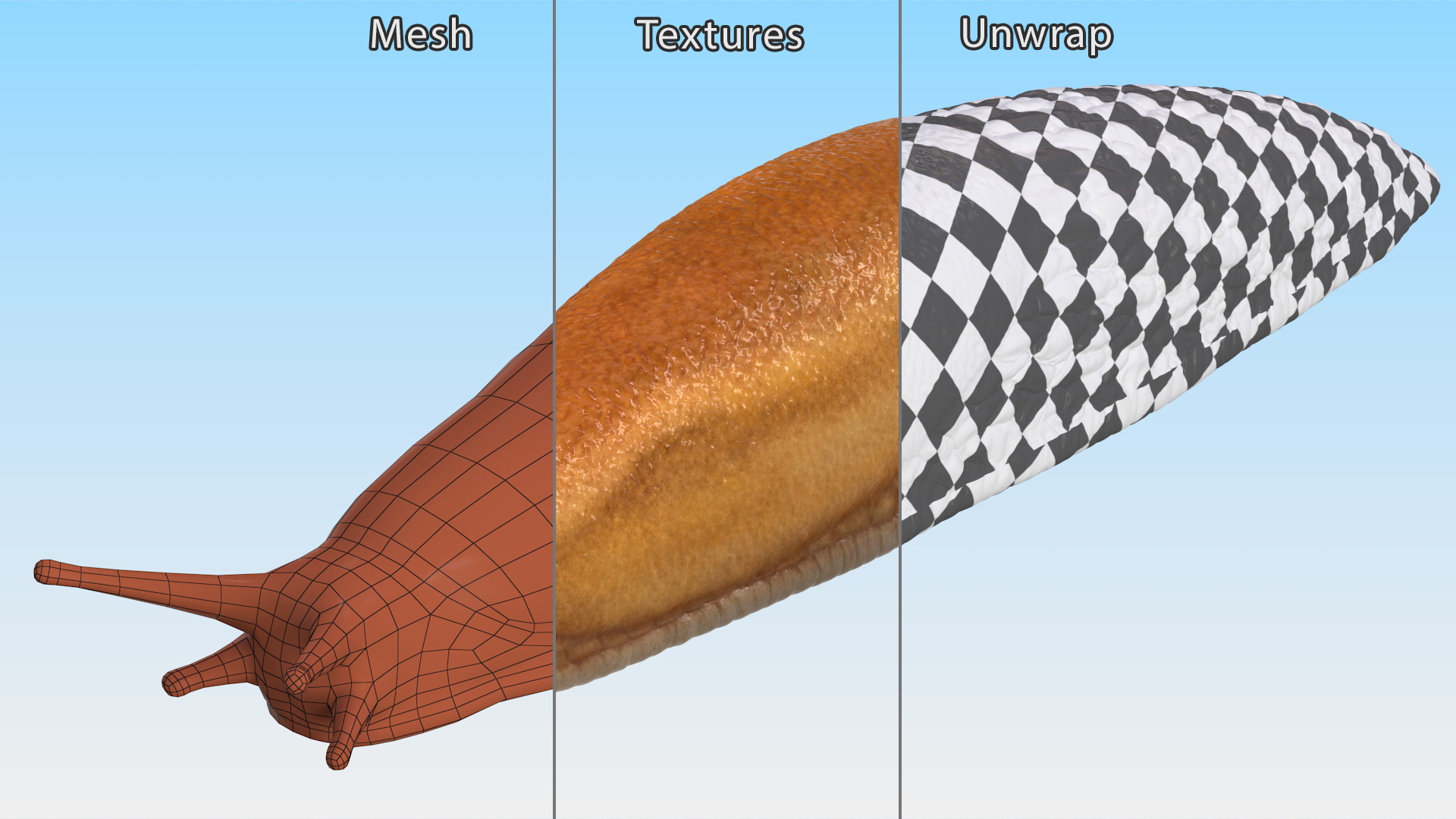 Slug Dusky Arion Rigged for Maya 3D