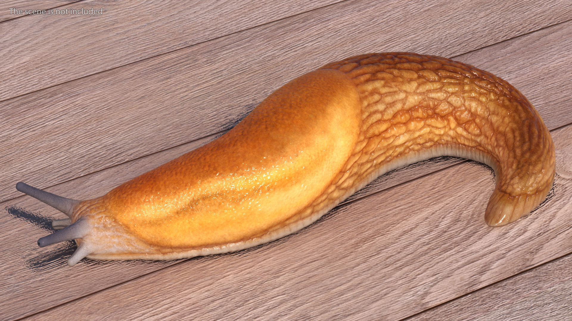 Slug Dusky Arion Rigged for Maya 3D