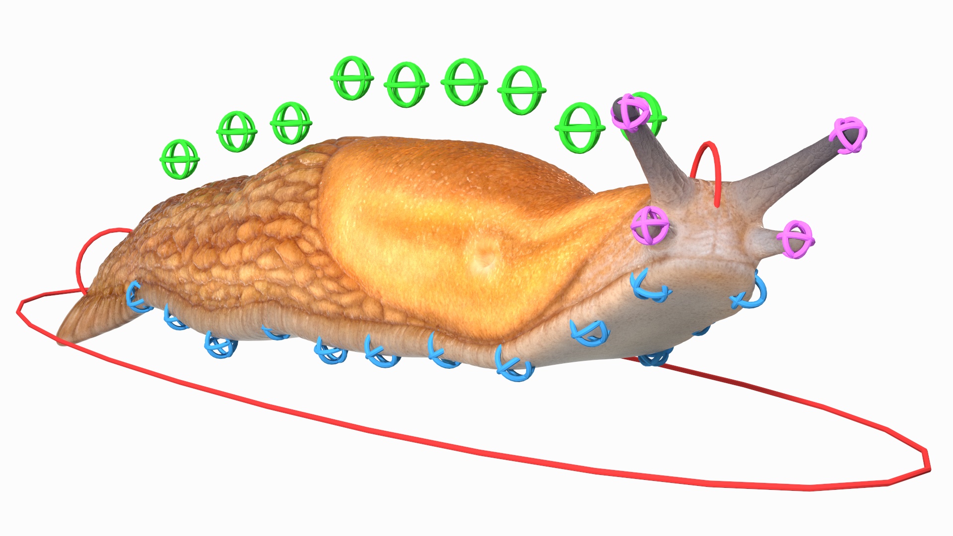 Slug Dusky Arion Rigged for Maya 3D