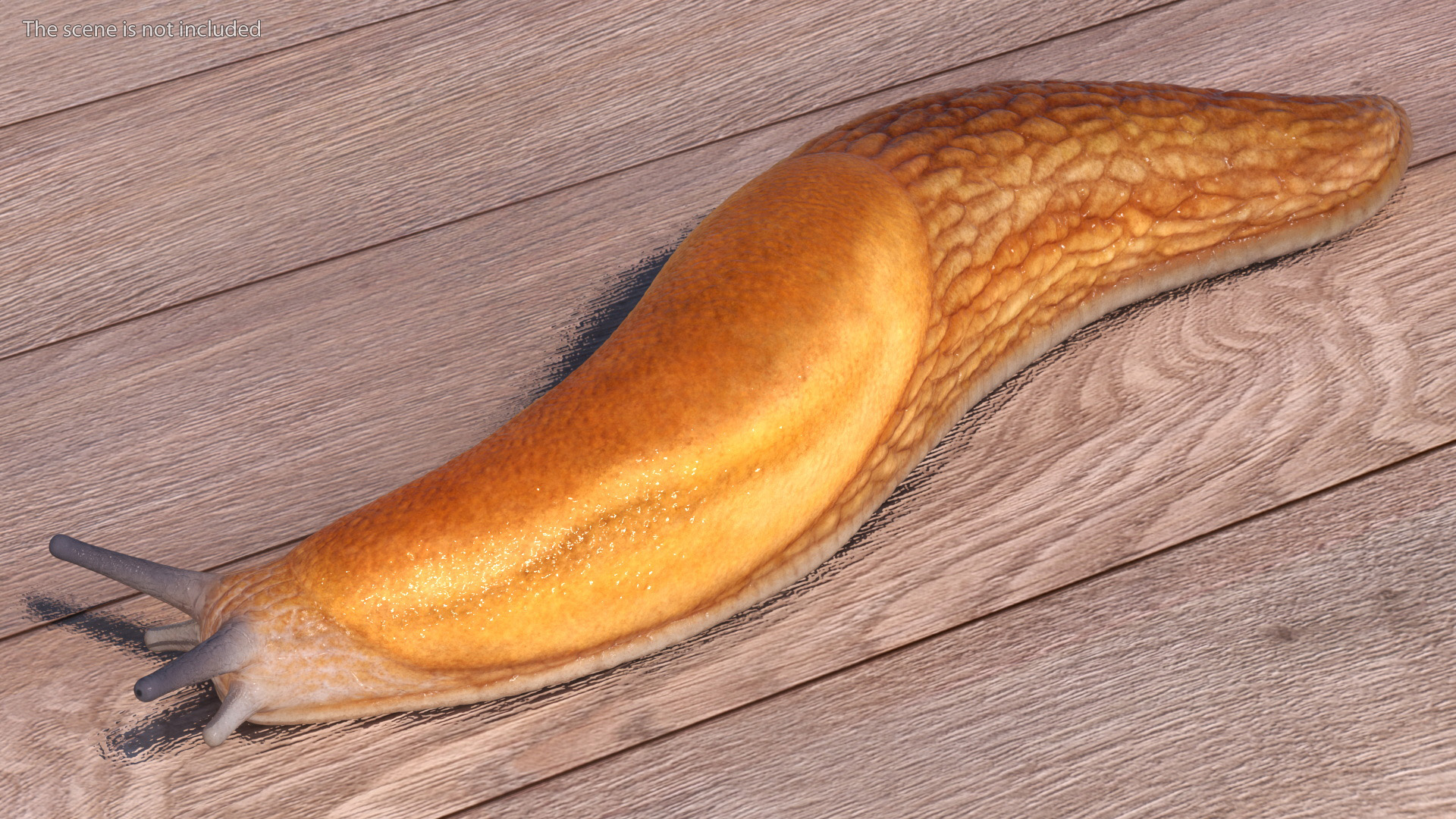 Slug Dusky Arion Rigged for Maya 3D