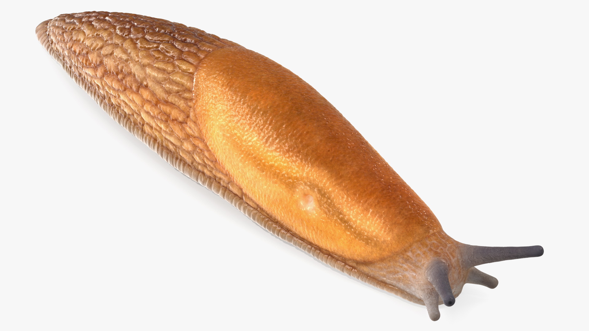 Slug Dusky Arion Rigged for Maya 3D