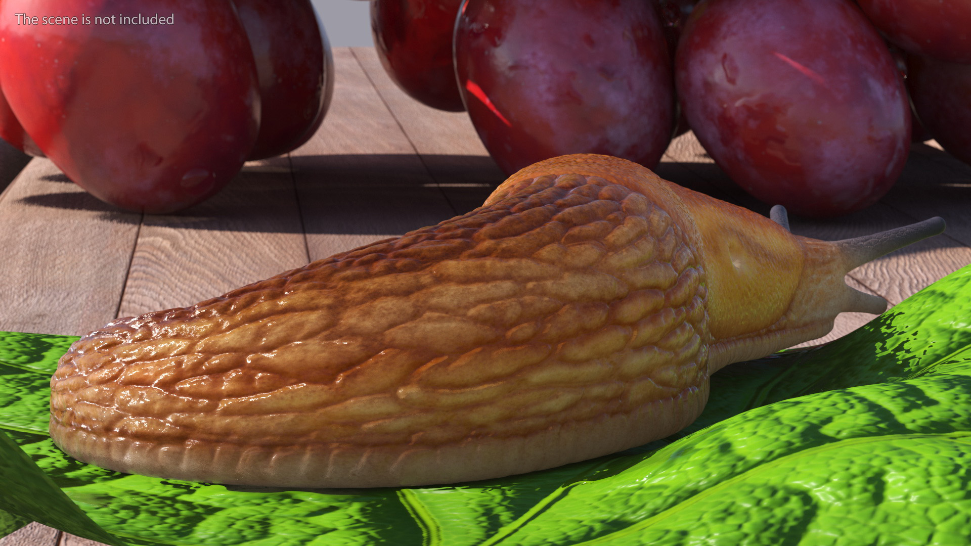 Slug Dusky Arion Rigged for Maya 3D