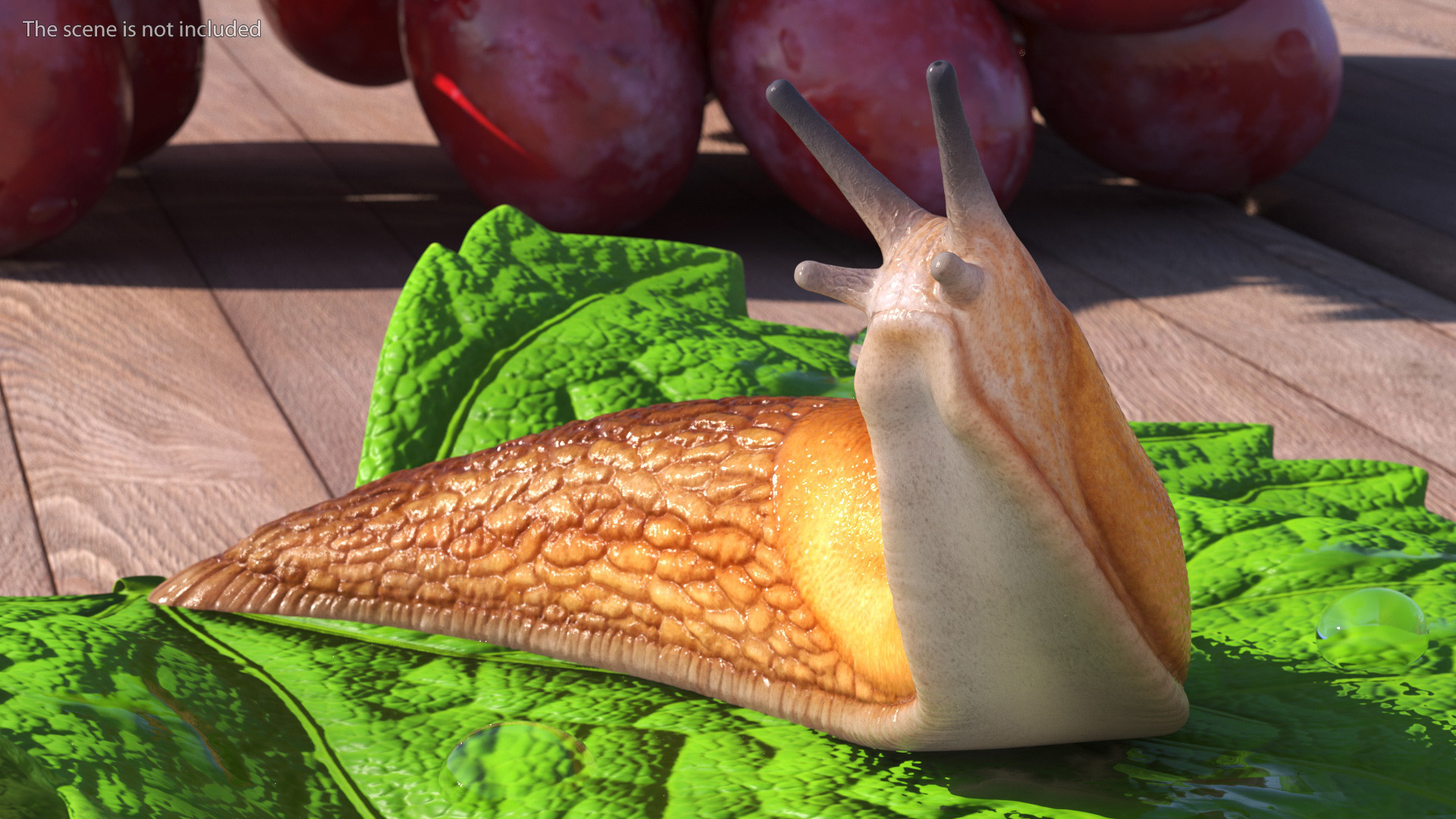Slug Dusky Arion Rigged for Maya 3D