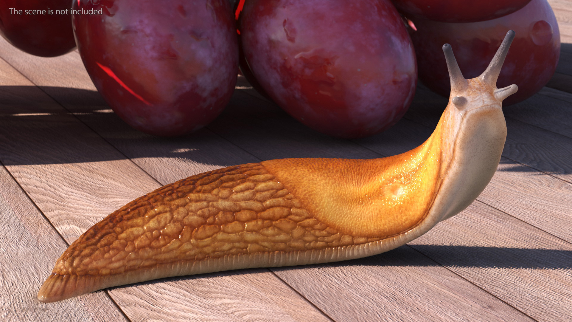 Slug Dusky Arion Rigged for Maya 3D