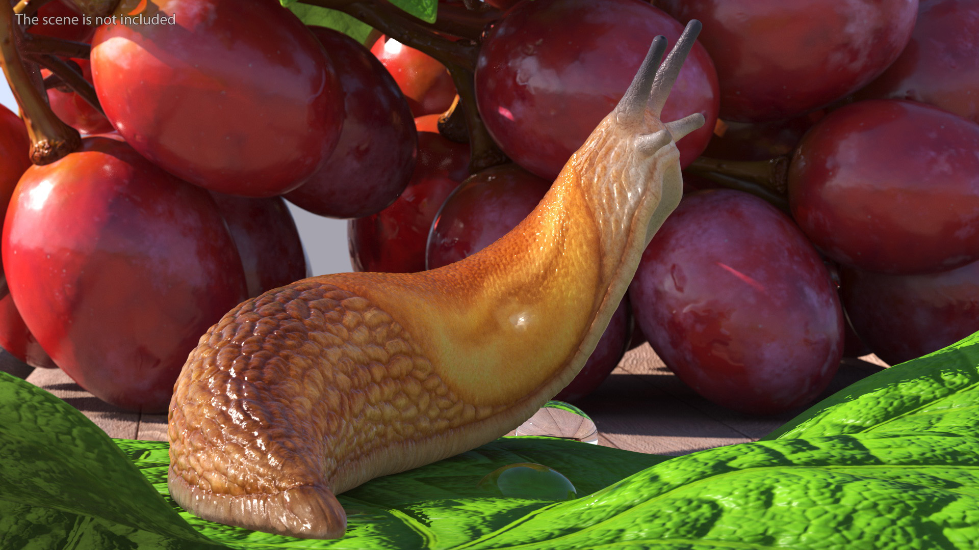 Slug Dusky Arion Rigged for Maya 3D