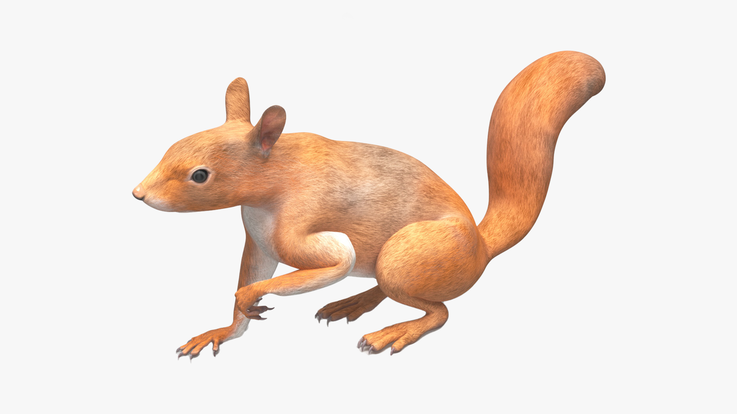 3D Red Squirrel Rigged for Maya model