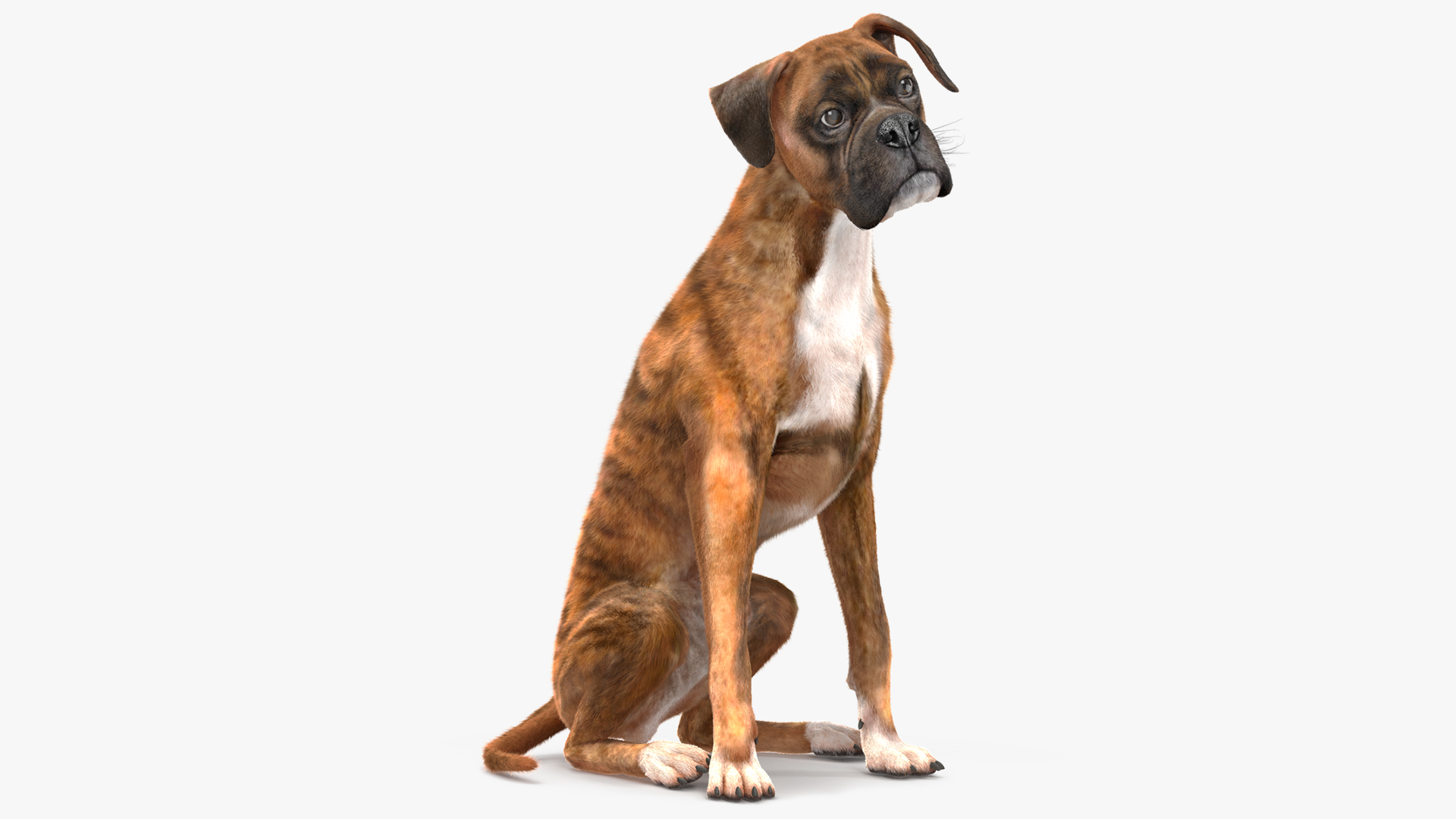 3D model Sitting Dog Boxer Tiger Colored Fur