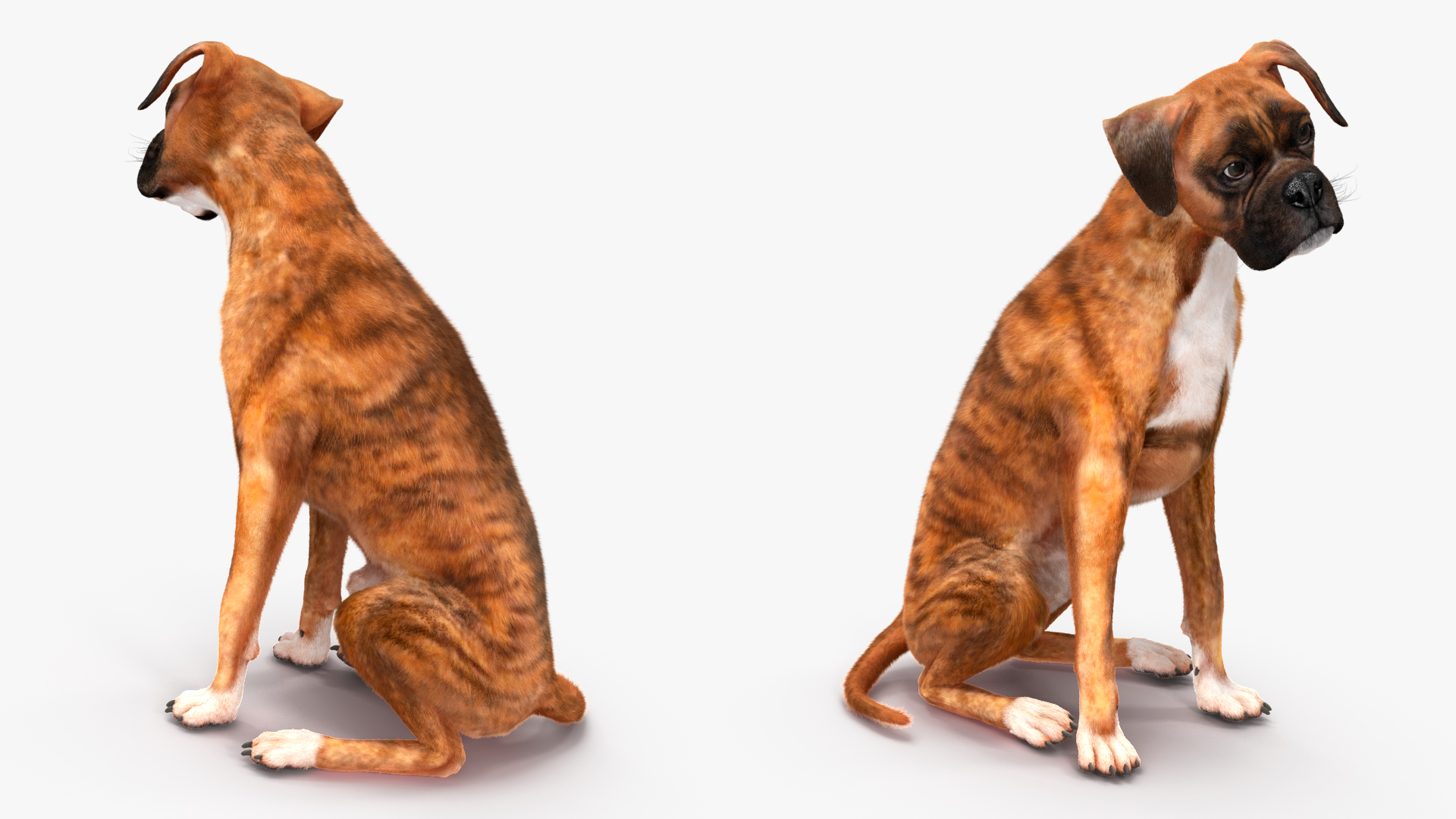 3D model Sitting Dog Boxer Tiger Colored Fur
