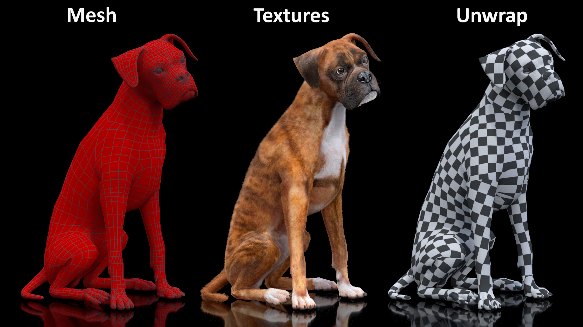 3D model Sitting Dog Boxer Tiger Colored Fur
