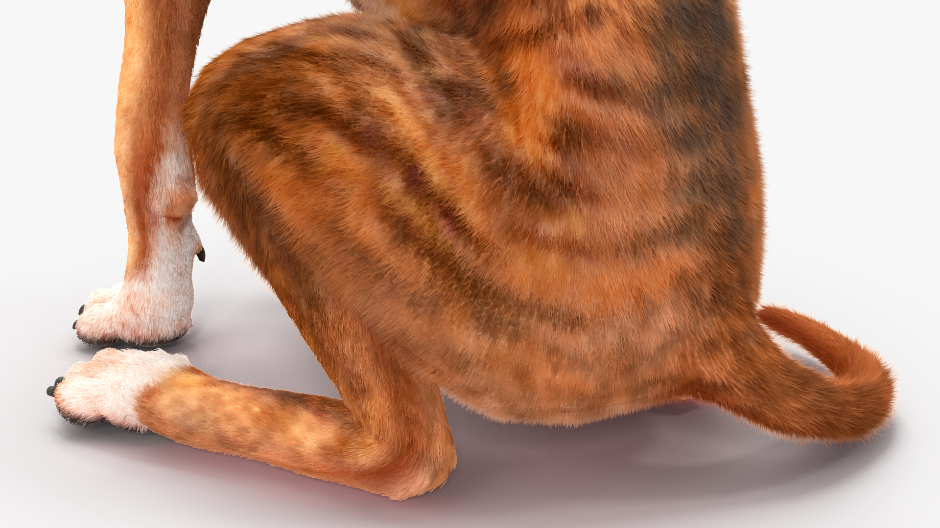 3D model Sitting Dog Boxer Tiger Colored Fur